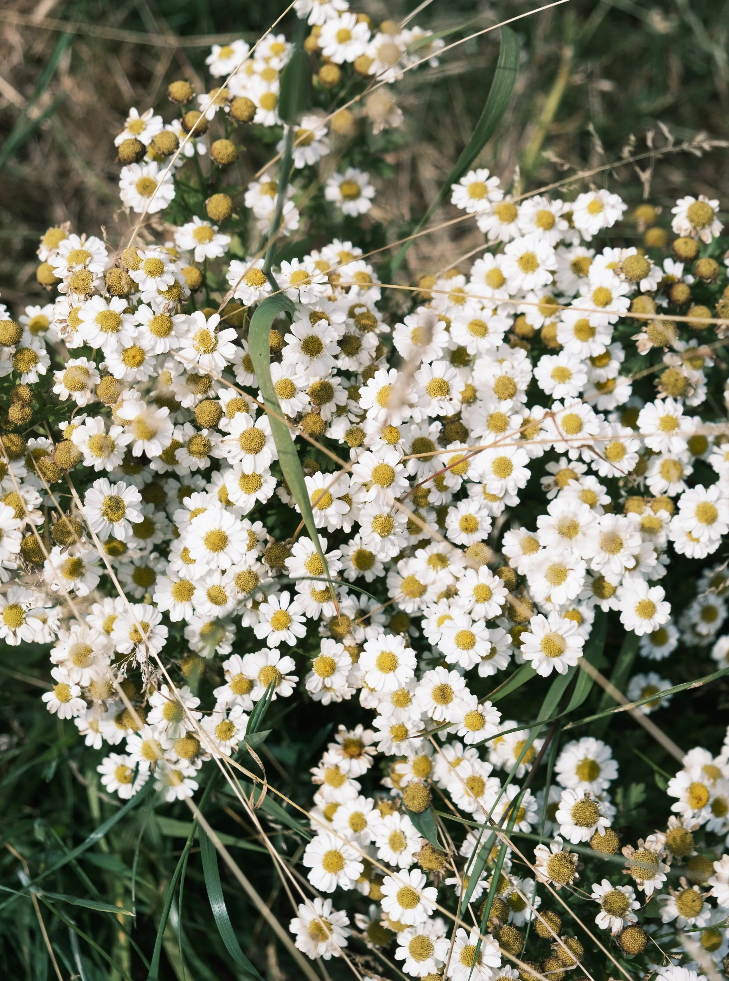 Tuin-6.jpg