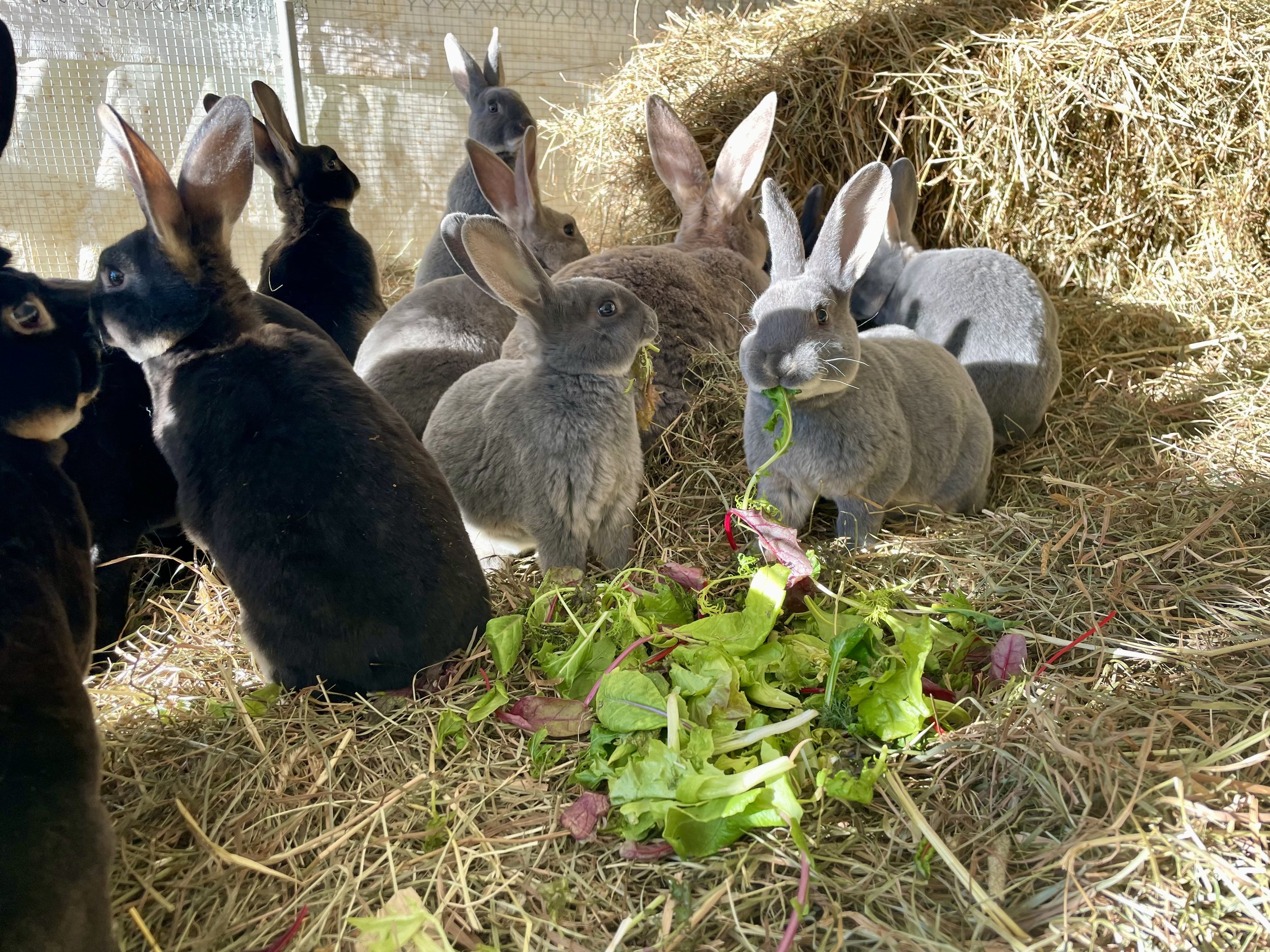 rabbitgreens.jpg