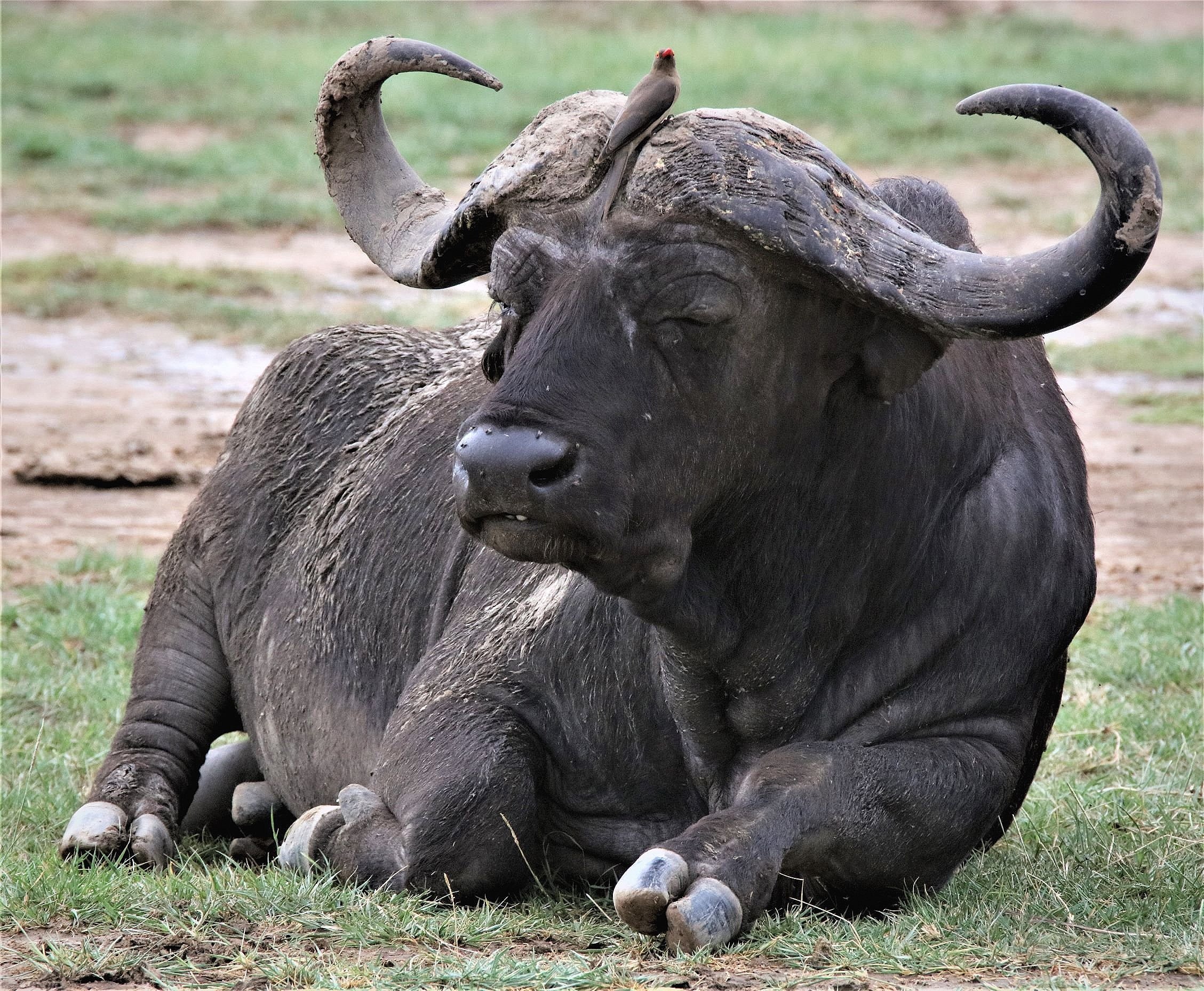 The red-billed oxpecker has a symbiotic relationship with this Cape buffalo. There's a lesson for us all. (Tanzania)