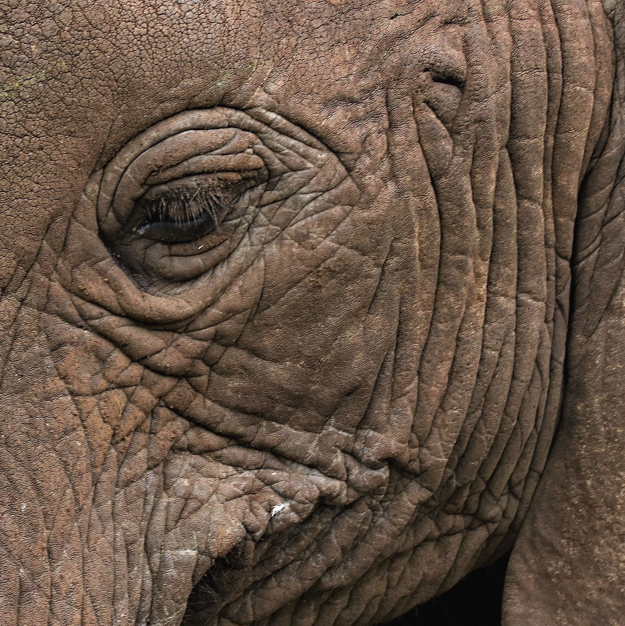 Patience increases tolerance and empathy. Elephants are patient - they move at the pace of the youngest member of their herd. which creates an atmosphere of peace and calm, safety and trust. (Tanzania)