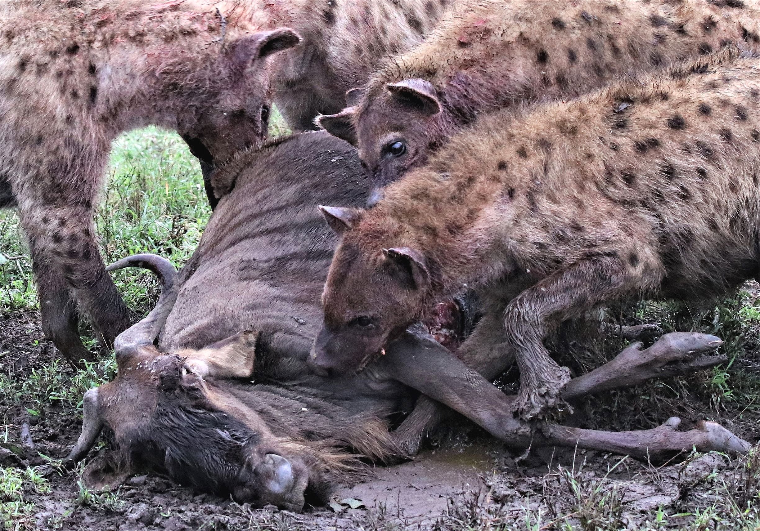 After the kill. In spite of their difference in size, a pack of spotted hyenas can easily take down a wildebeest. Not an easy thing to watch.... (Tanzania)