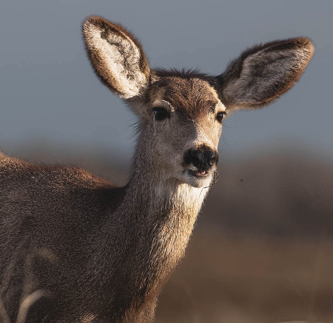 Oh deer! The Rocky Mountain Arsenal National Wildlife Refuge is home to mule deer and white-tailed deer. There's always one scout who keeps an eye on the surroundings while the others graze. As long as Scout kept an eye on me, the others were conte