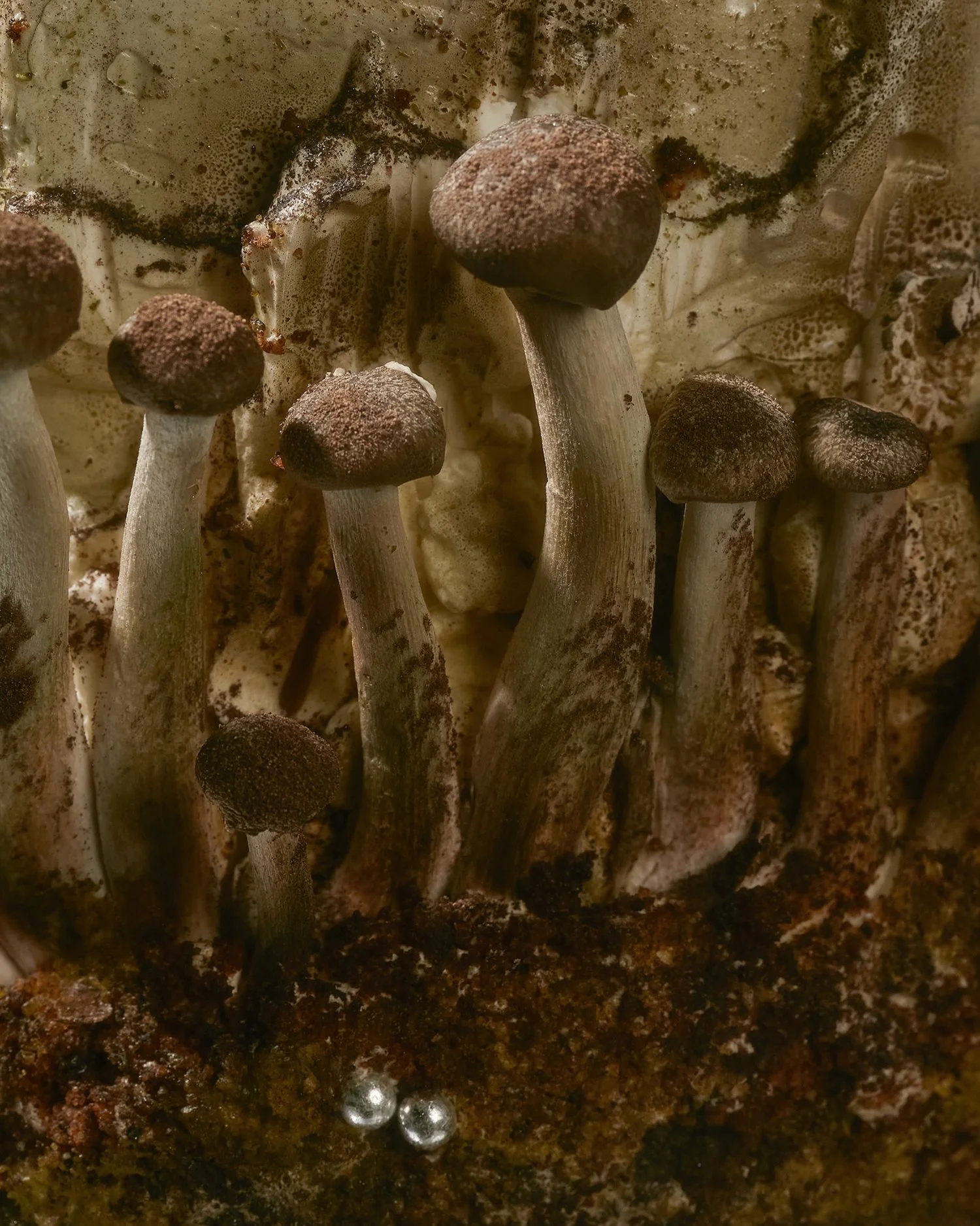 Advertising, studio food and beverage photography made by an all female crew in Los Angeles. Mushroom Cake by Chariot LA.  Welcome to Natalka Studio!