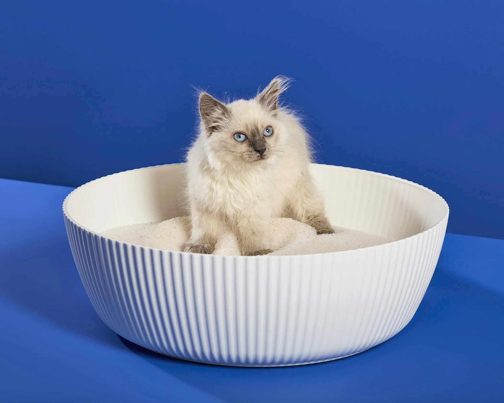 A white and gray kitten with blue eyes sitting in a white, fluted litter box filled with PrettyLitter against a solid blue background.