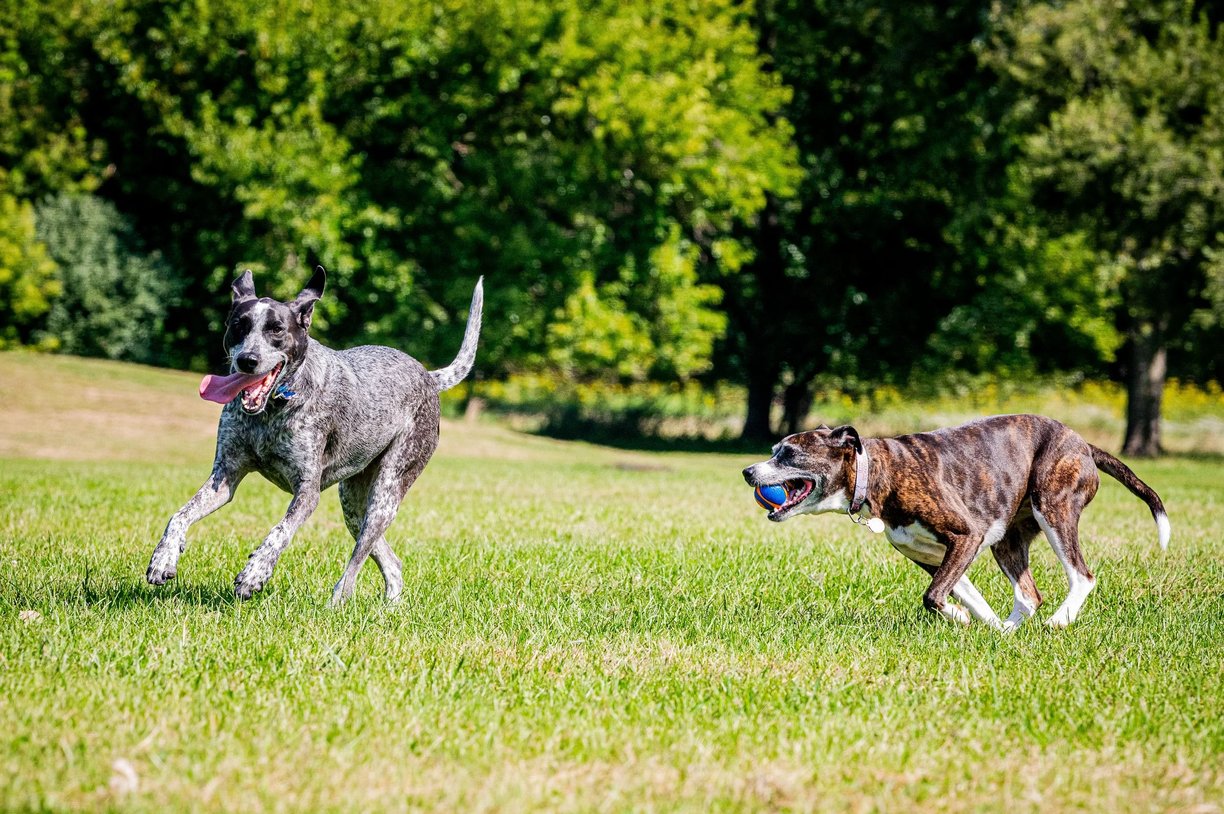 AMVPhotographs.com - AMV_1246.JPG