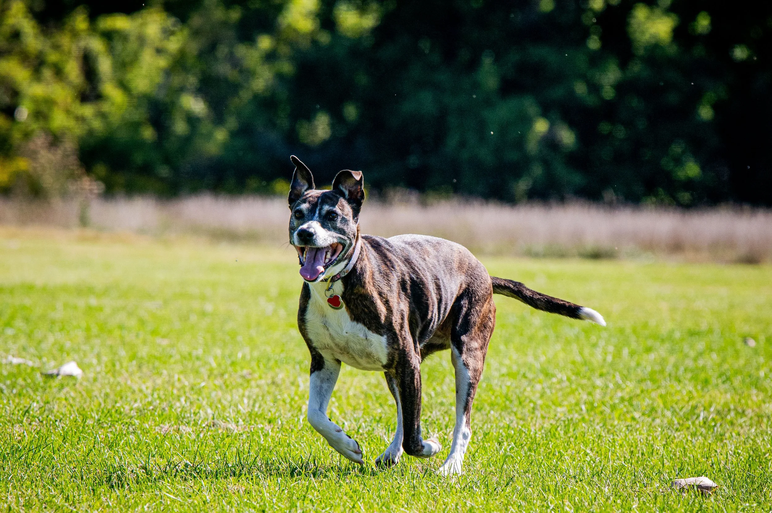 AMVPhotographs.com - AMV_0894.JPG