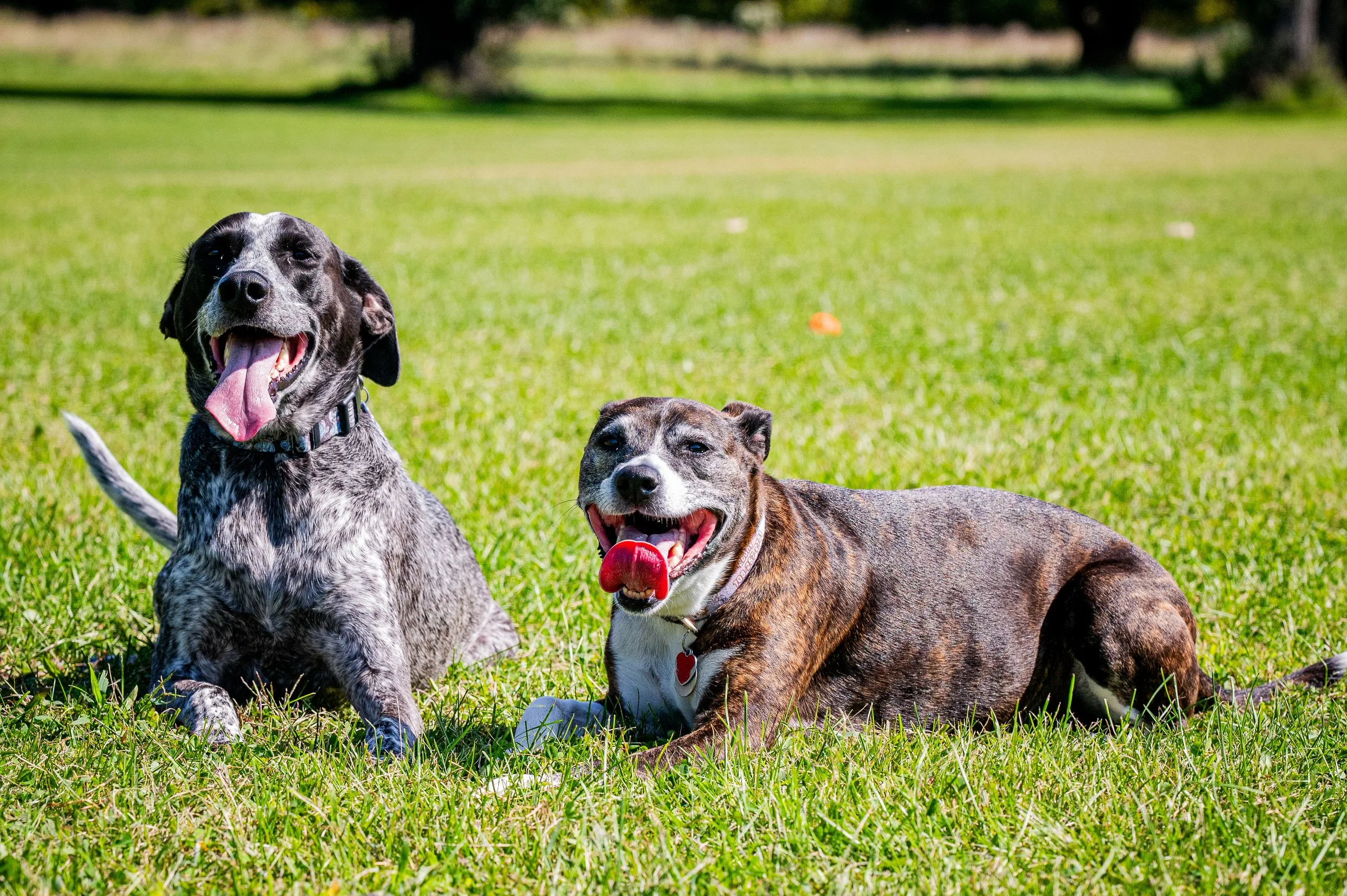 AMVPhotographs.com - AMV_1102.JPG