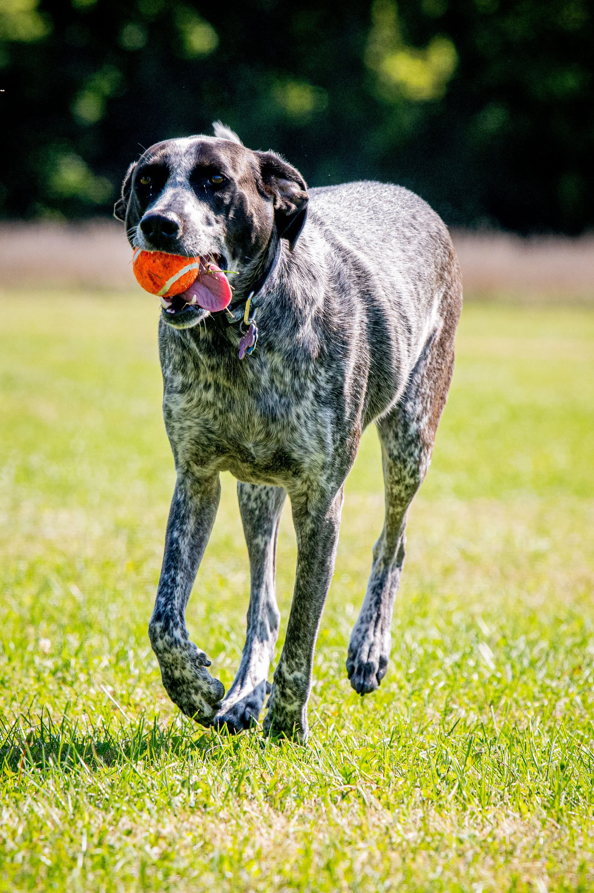 AMVPhotographs.com - AMV_0963.JPG