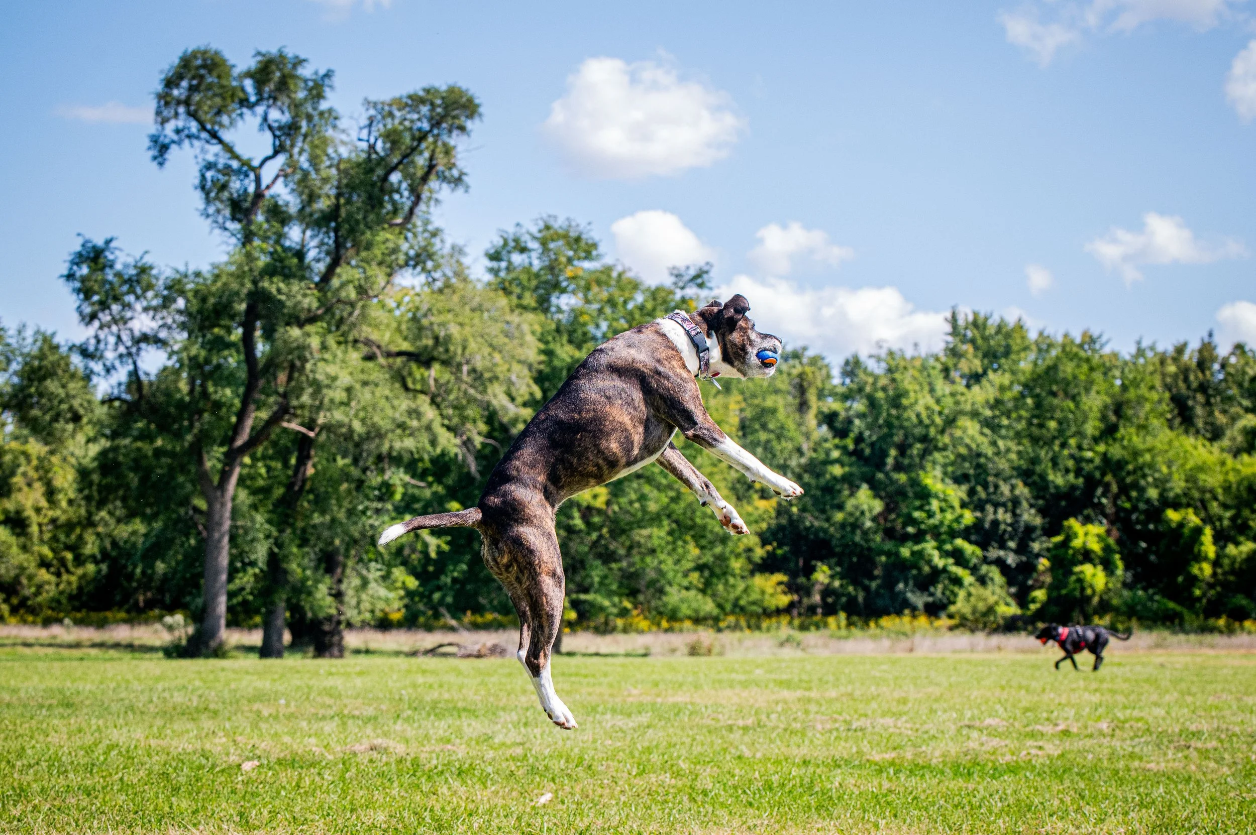 AMVPhotographs.com - AMV_1226.JPG