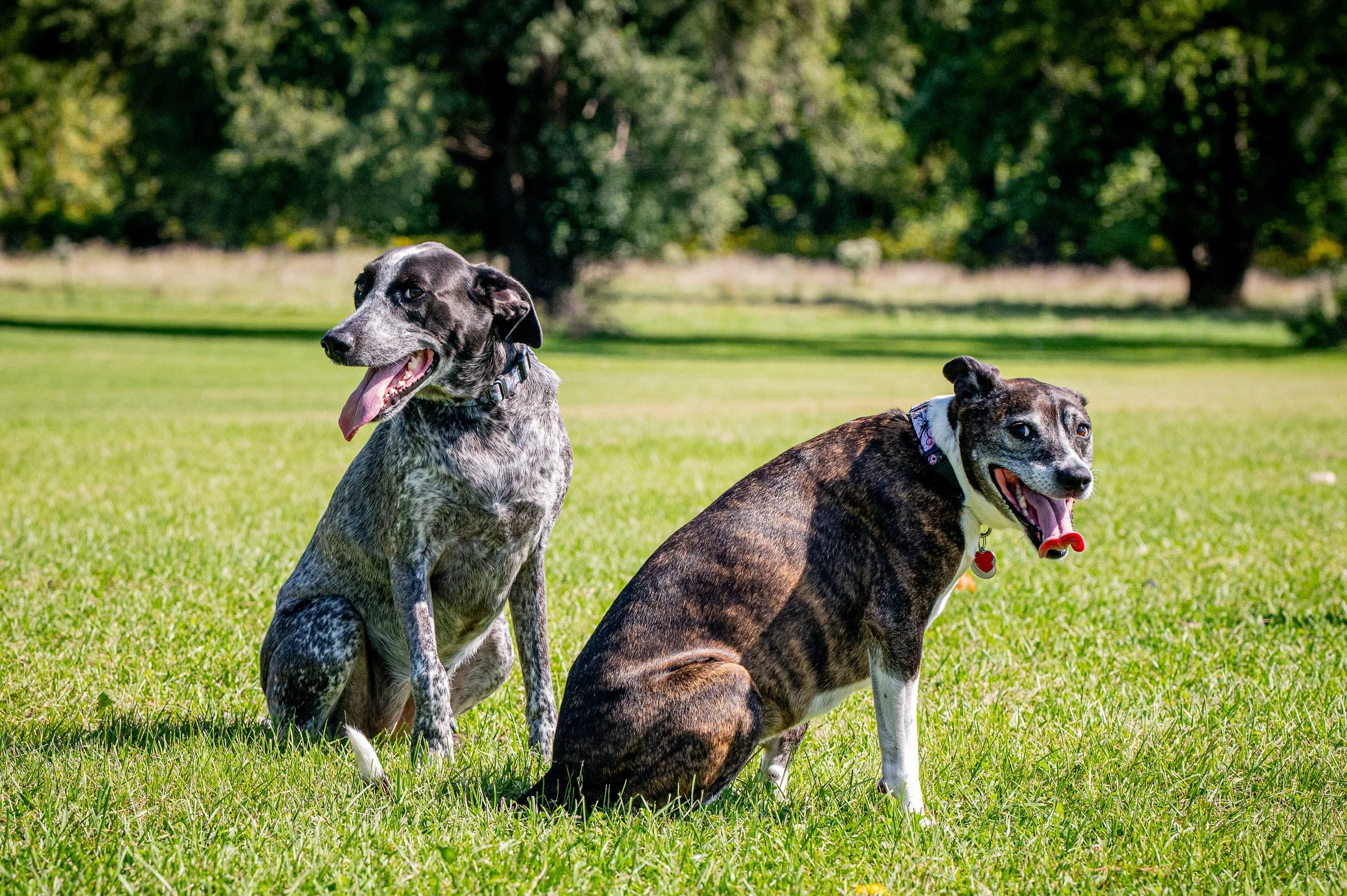 AMVPhotographs.com - AMV_1087.JPG