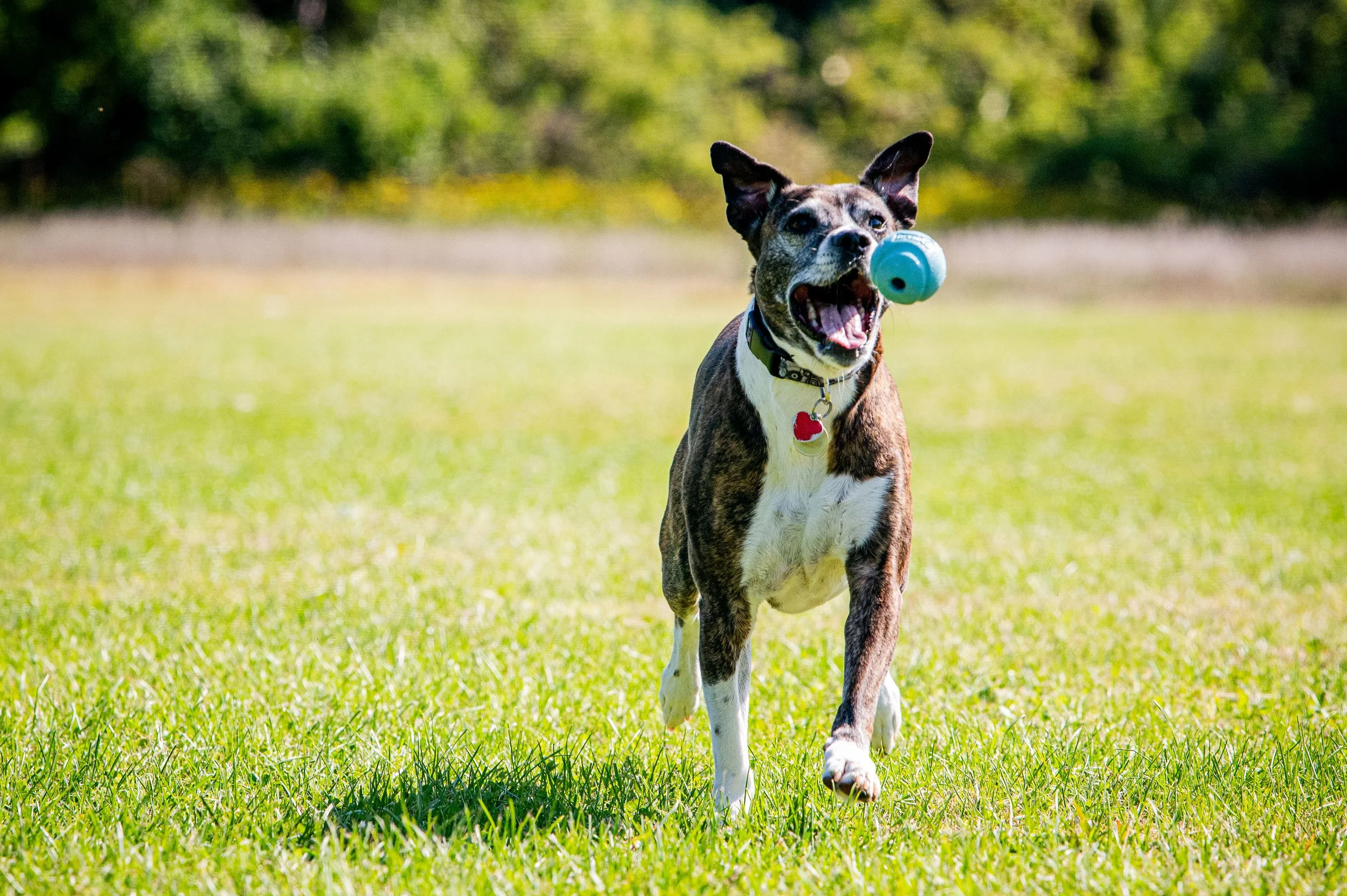 AMVPhotographs.com - AMV_0949.JPG