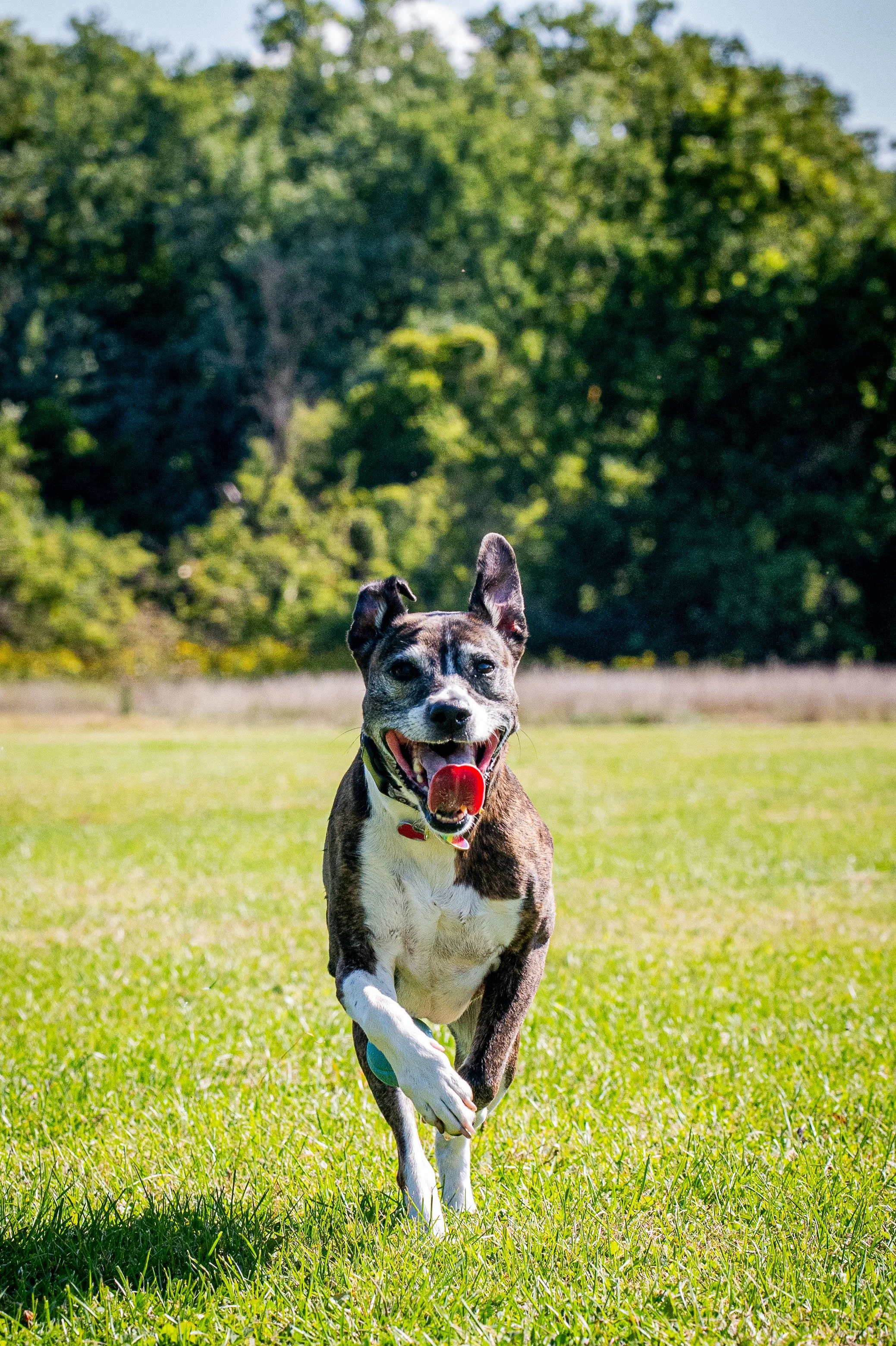 AMVPhotographs.com - AMV_0950.JPG