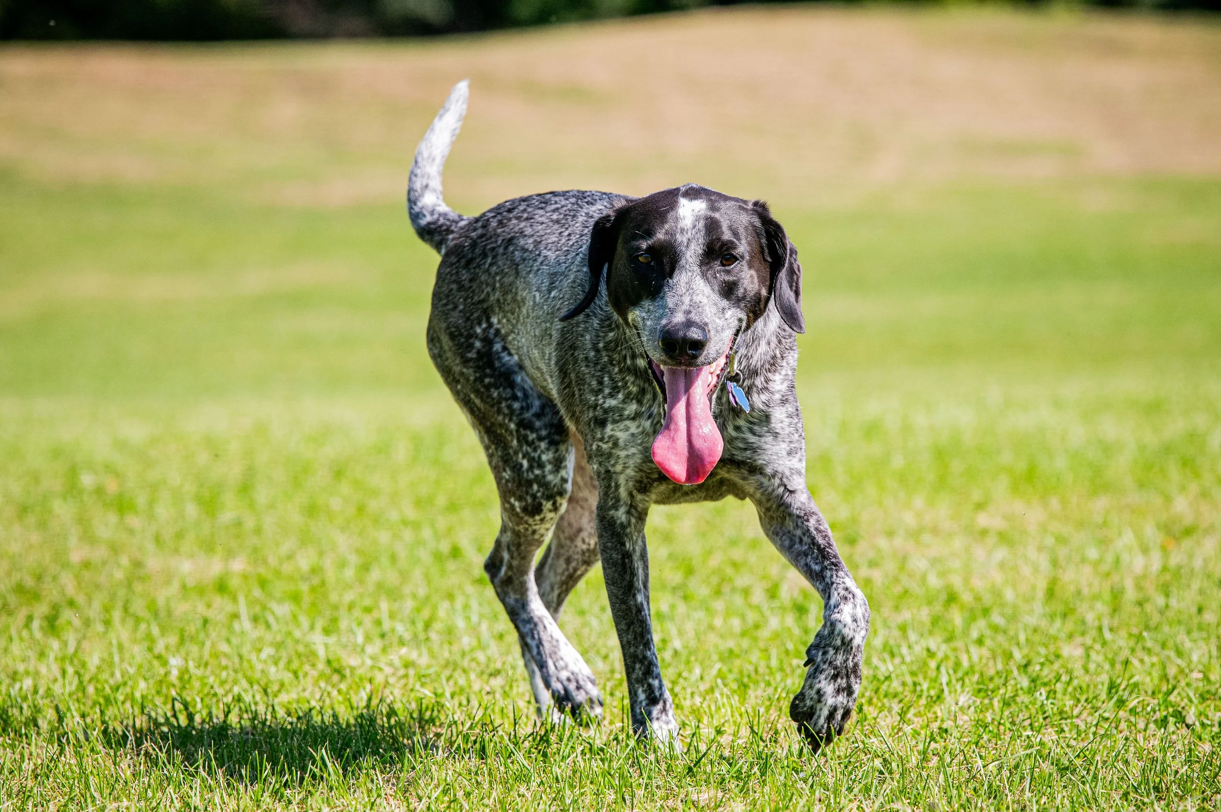 AMVPhotographs.com - AMV_1041.JPG