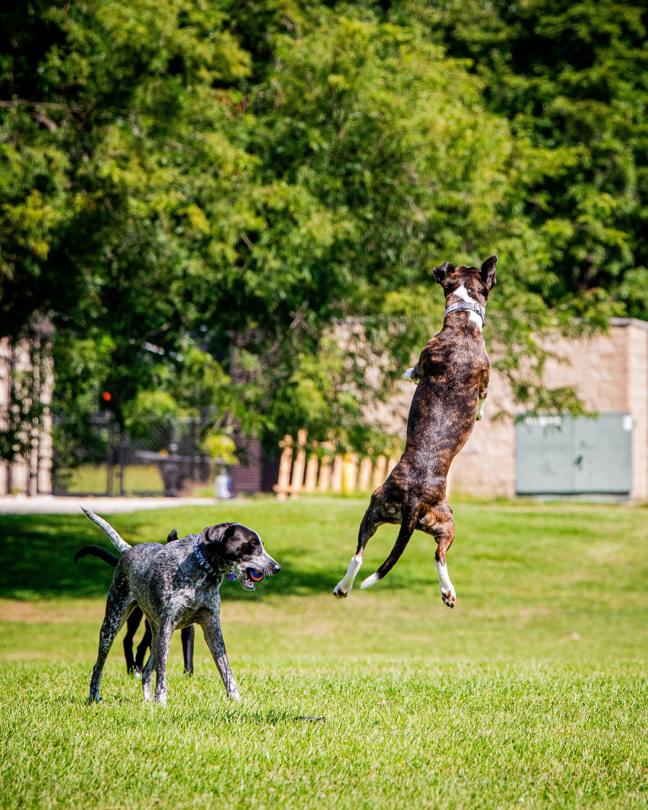 AMVPhotographs.com - AMV_1291.JPG