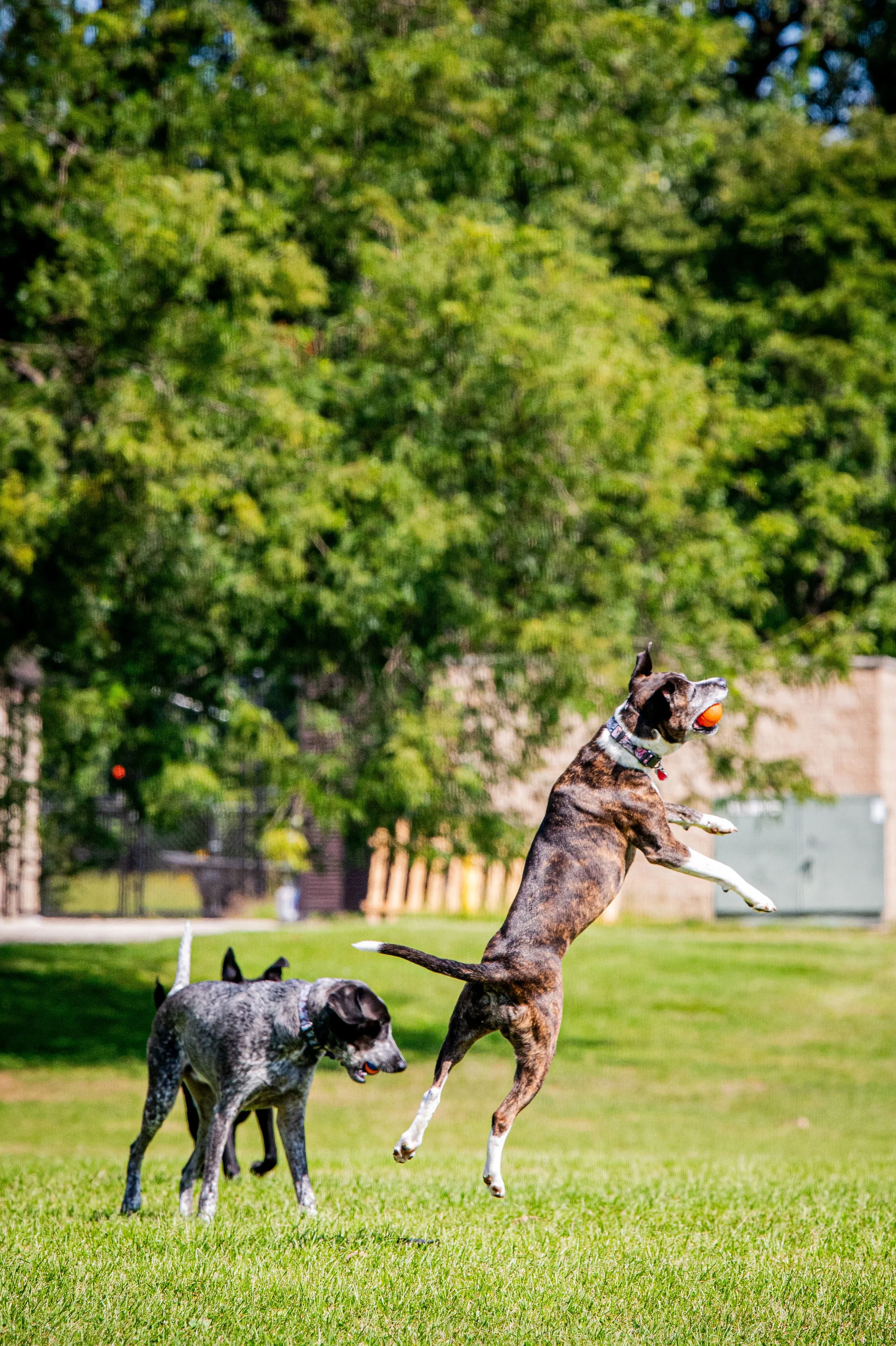 AMVPhotographs.com - AMV_1292.JPG