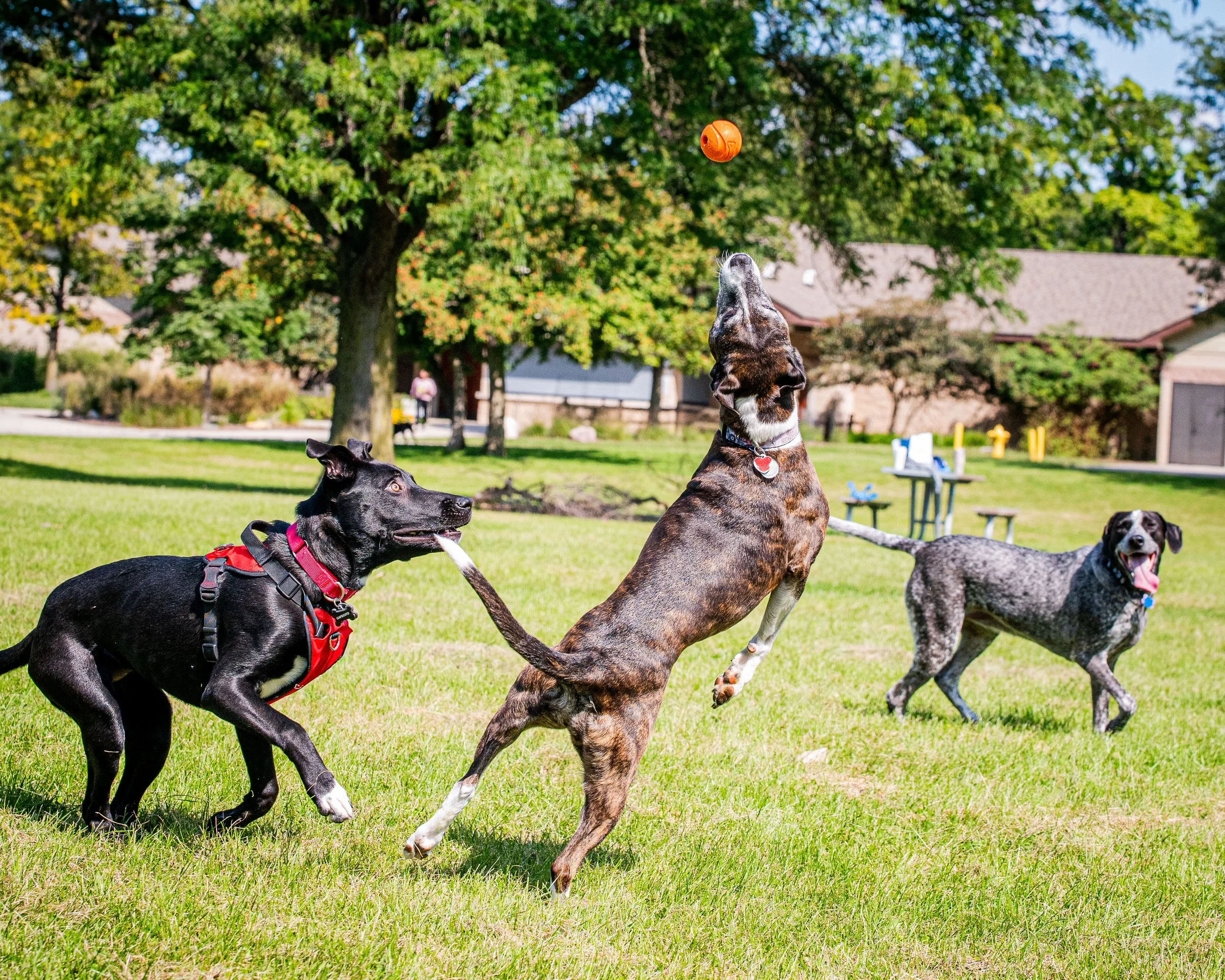 AMVPhotographs.com - AMV_1203.JPG