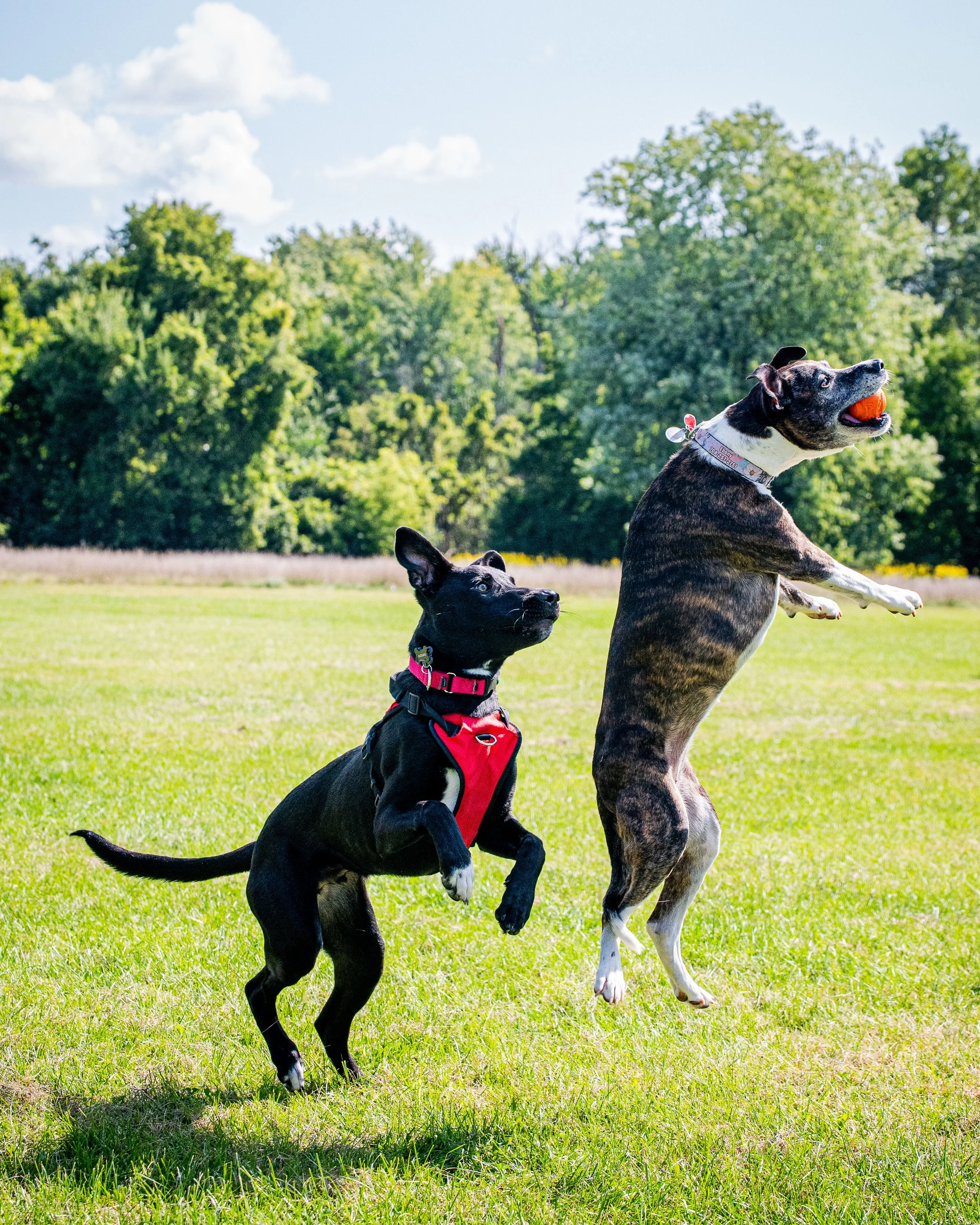 AMVPhotographs.com - AMV_1200.JPG