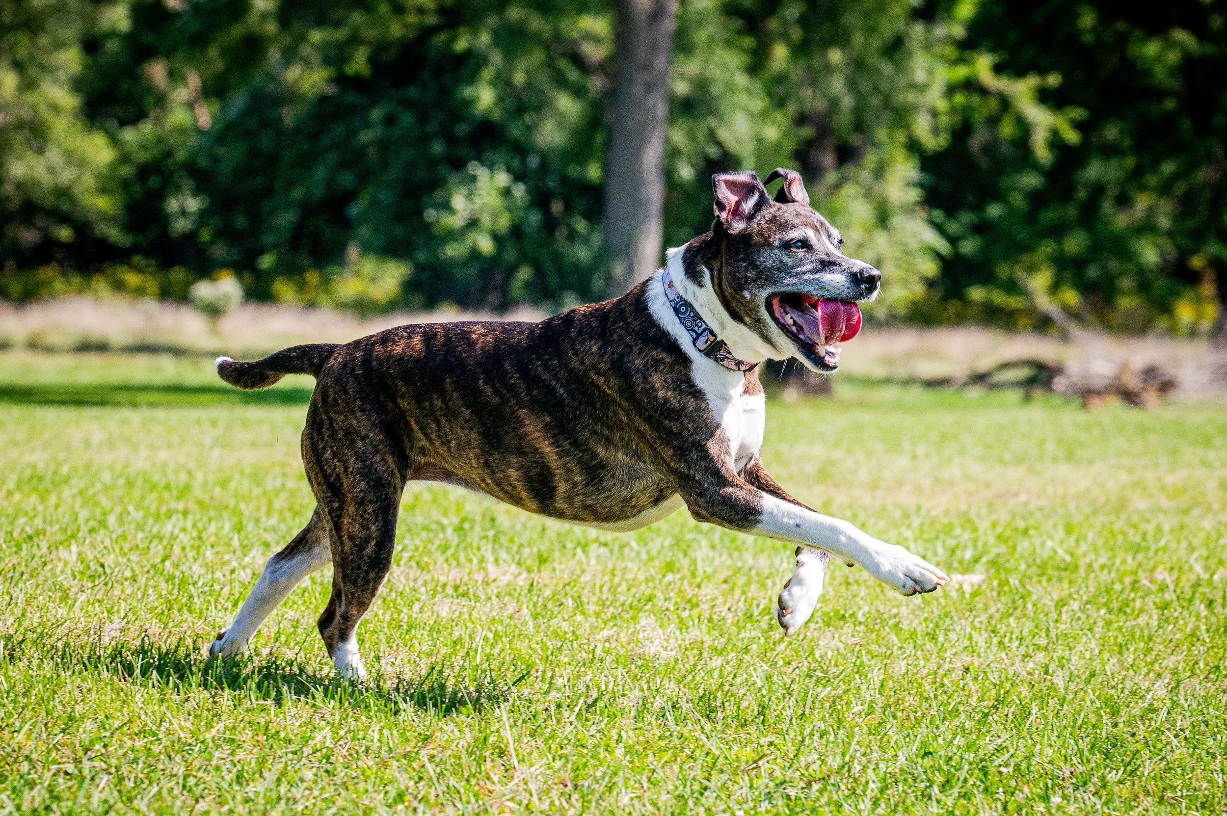 AMVPhotographs.com - AMV_1161.JPG