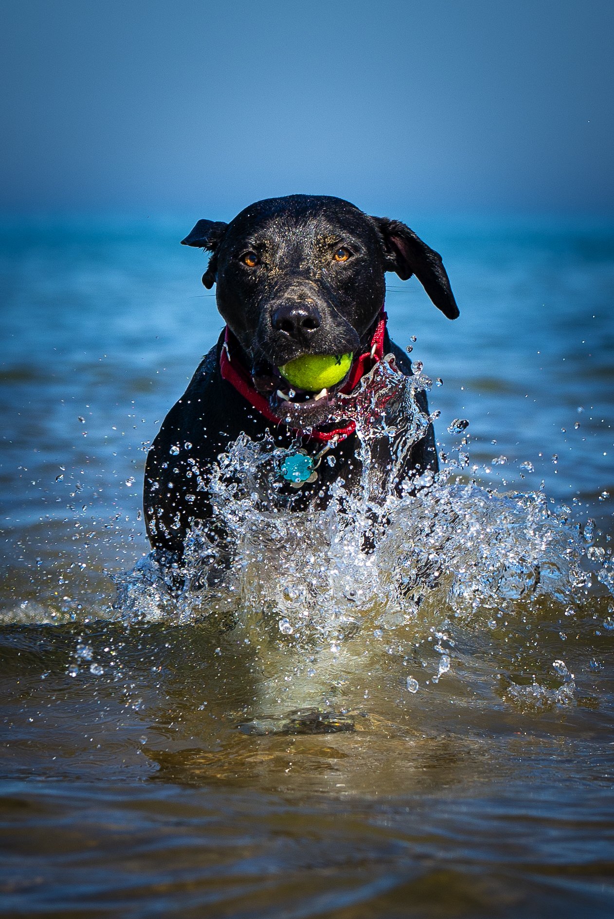 Black dog with a tennis ball running through water, creating splashes.