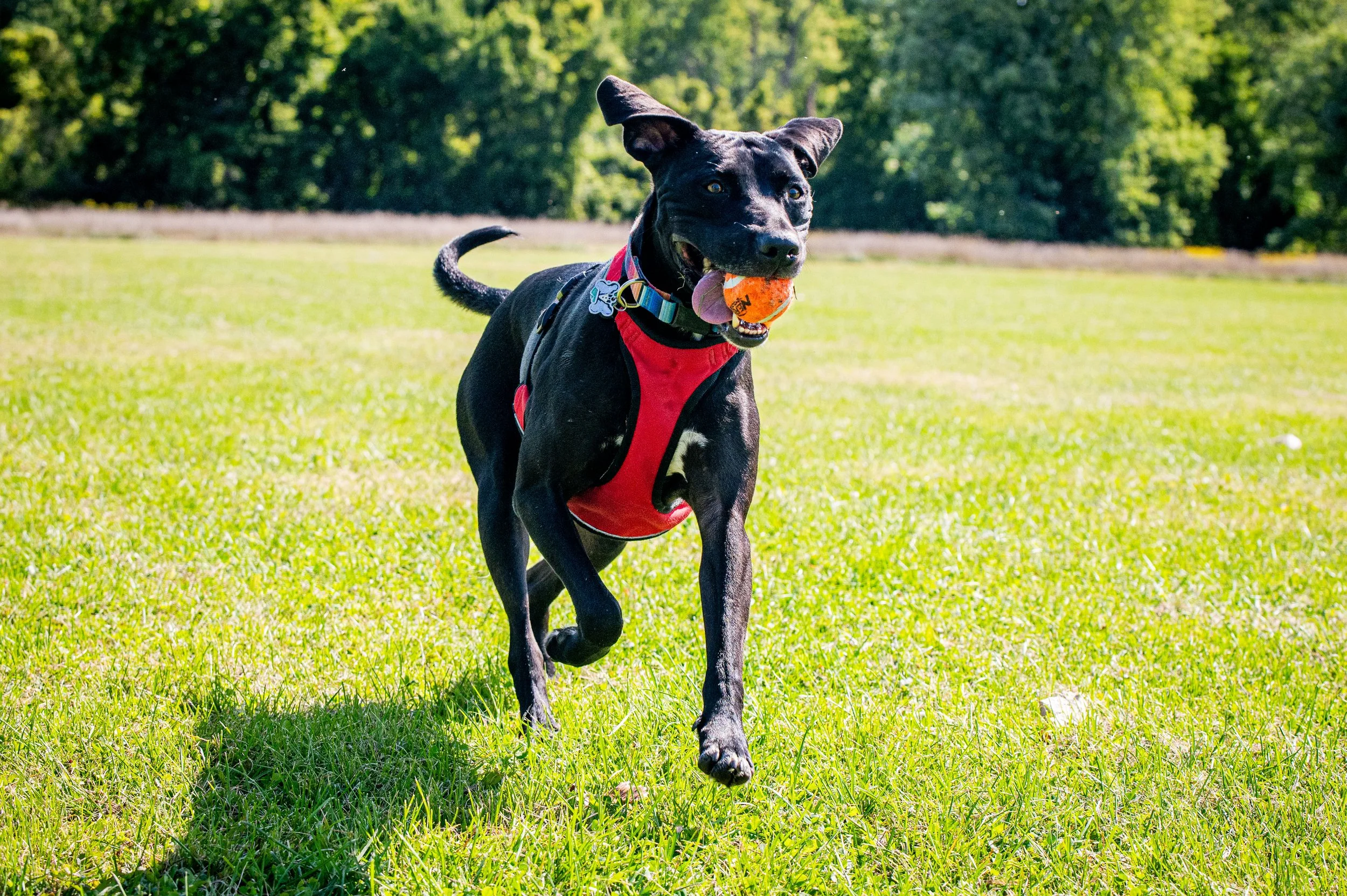 AMVPhotographs.com - AMV_1021.JPG