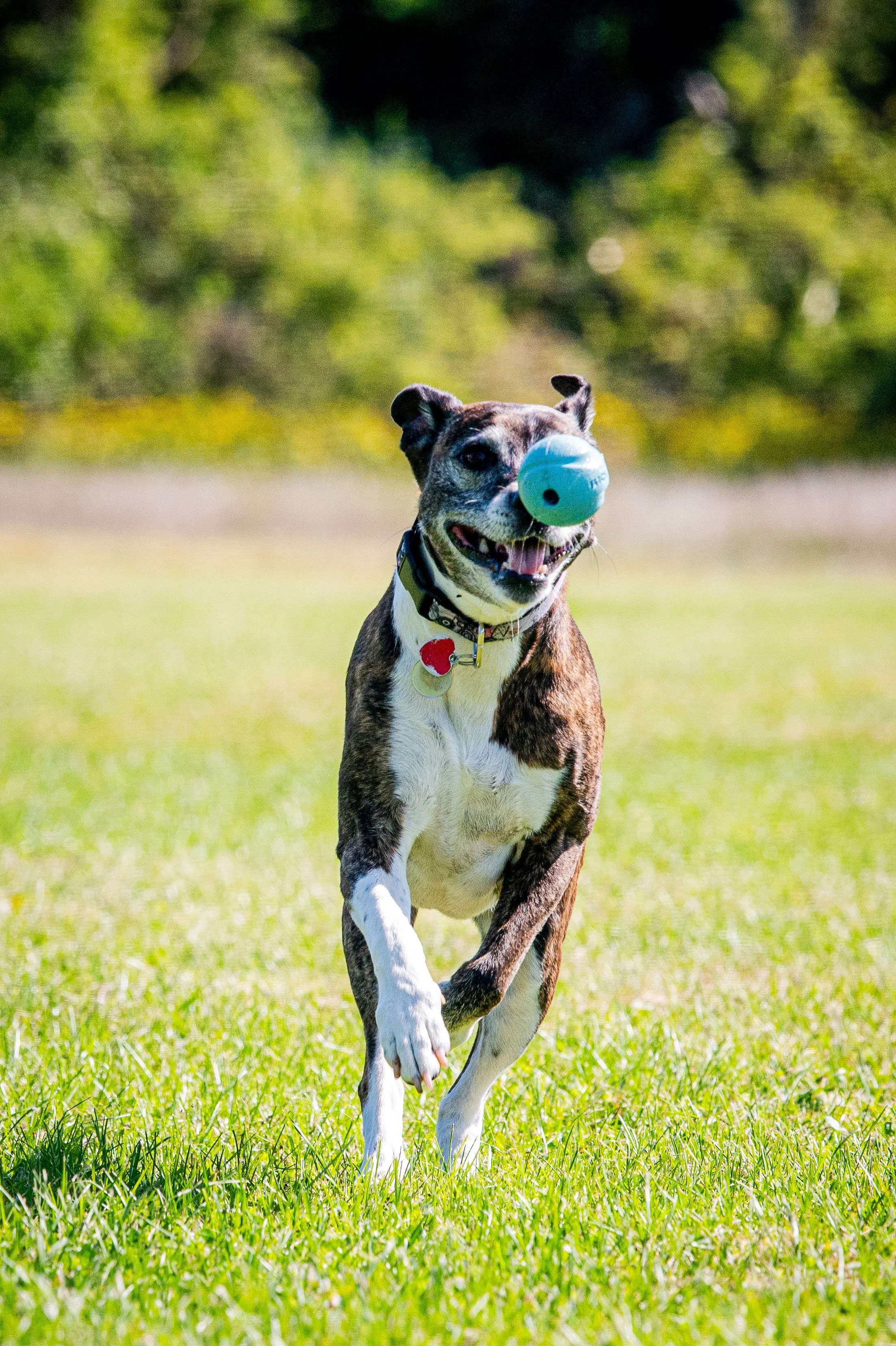 AMVPhotographs.com - AMV_0948.JPG