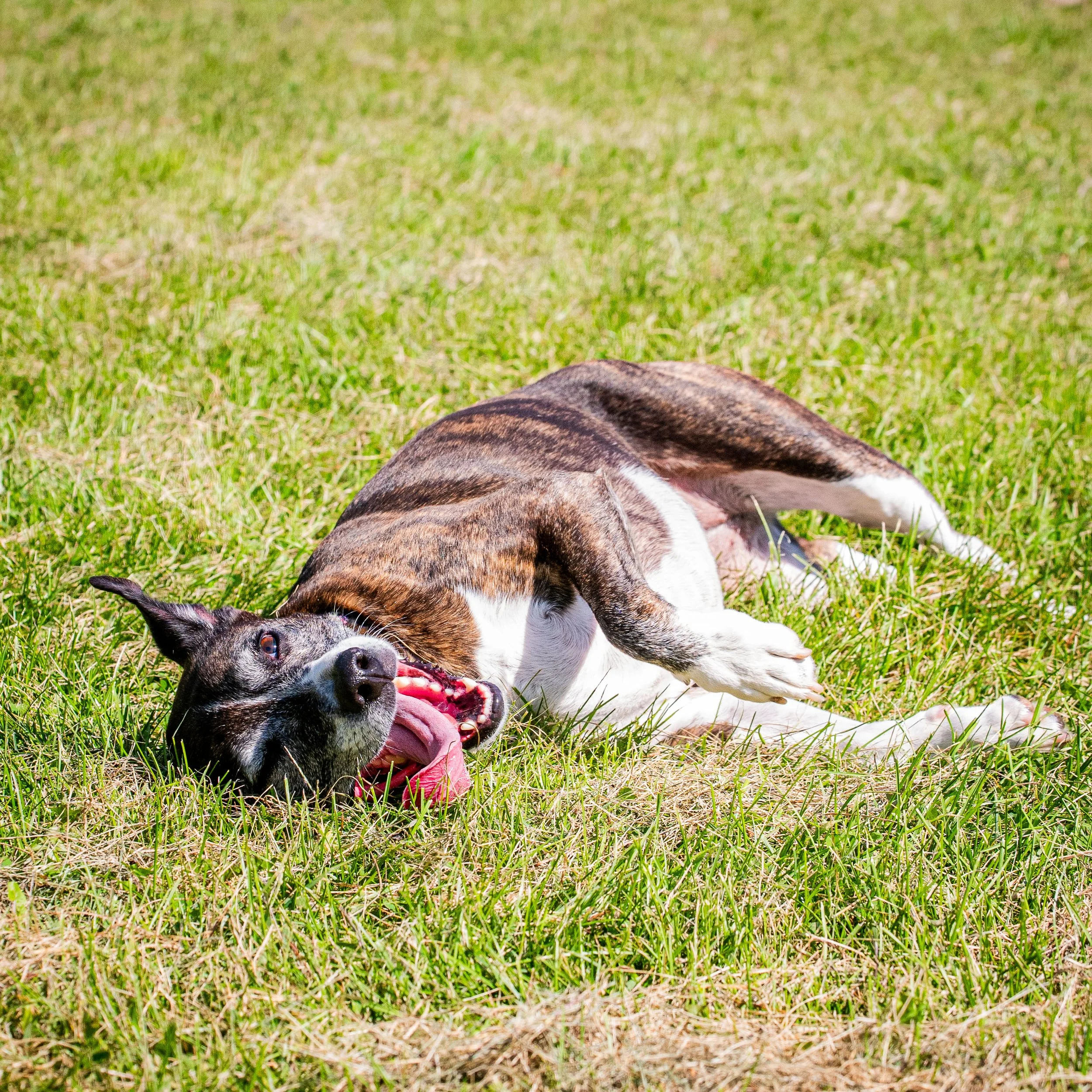 AMVPhotographs.com - AMV_1178.JPG