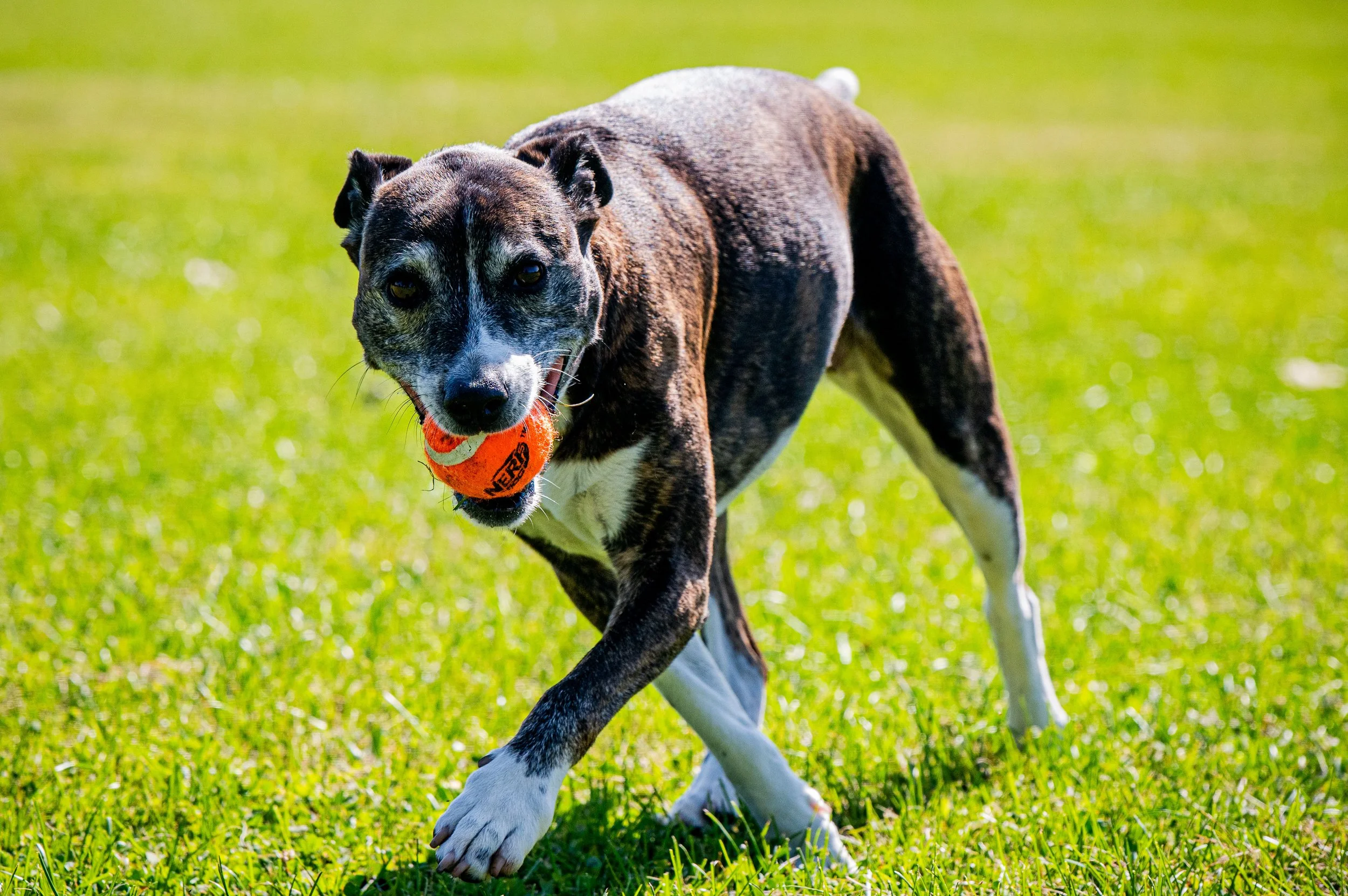 AMVPhotographs.com - AMV_0916.JPG