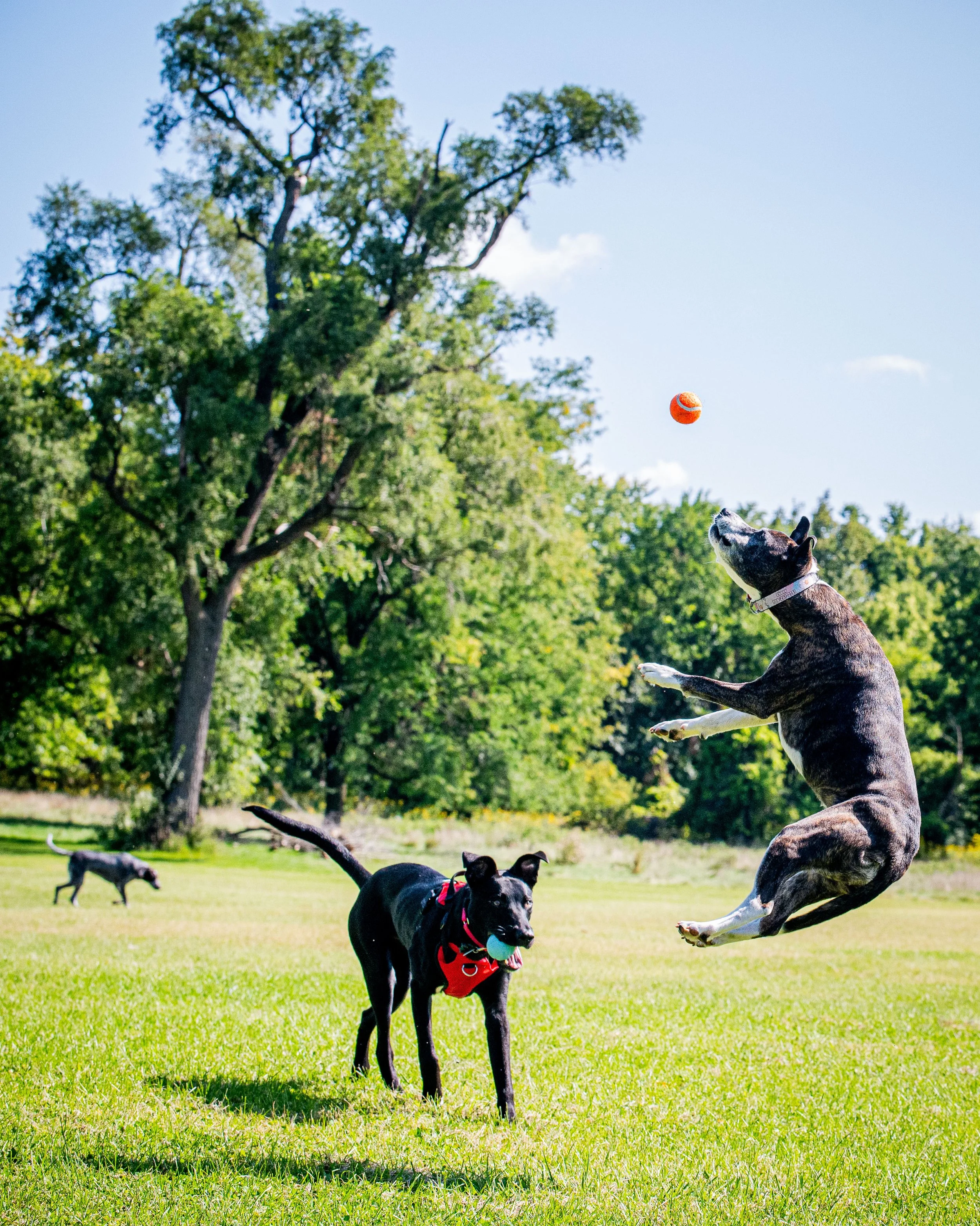 AMVPhotographs.com - AMV_0902.JPG