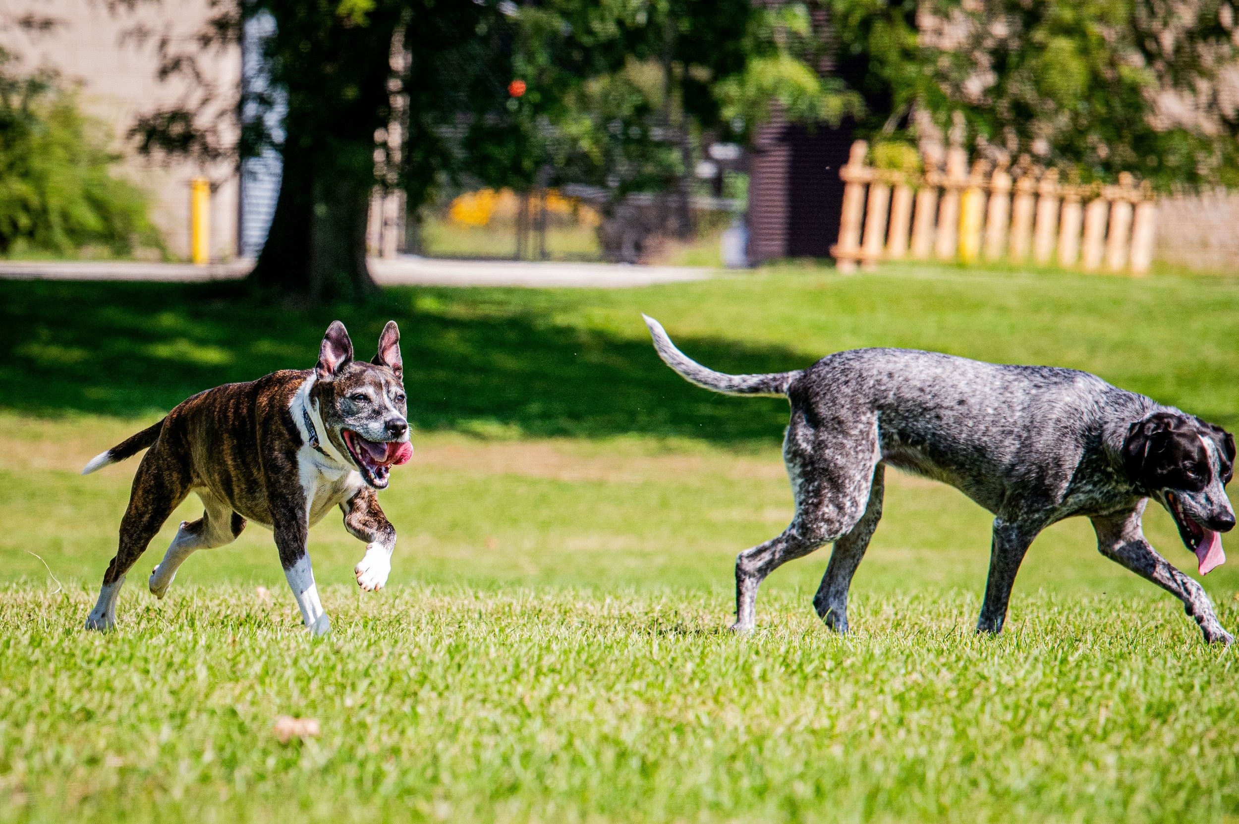 AMVPhotographs.com - AMV_1153.JPG