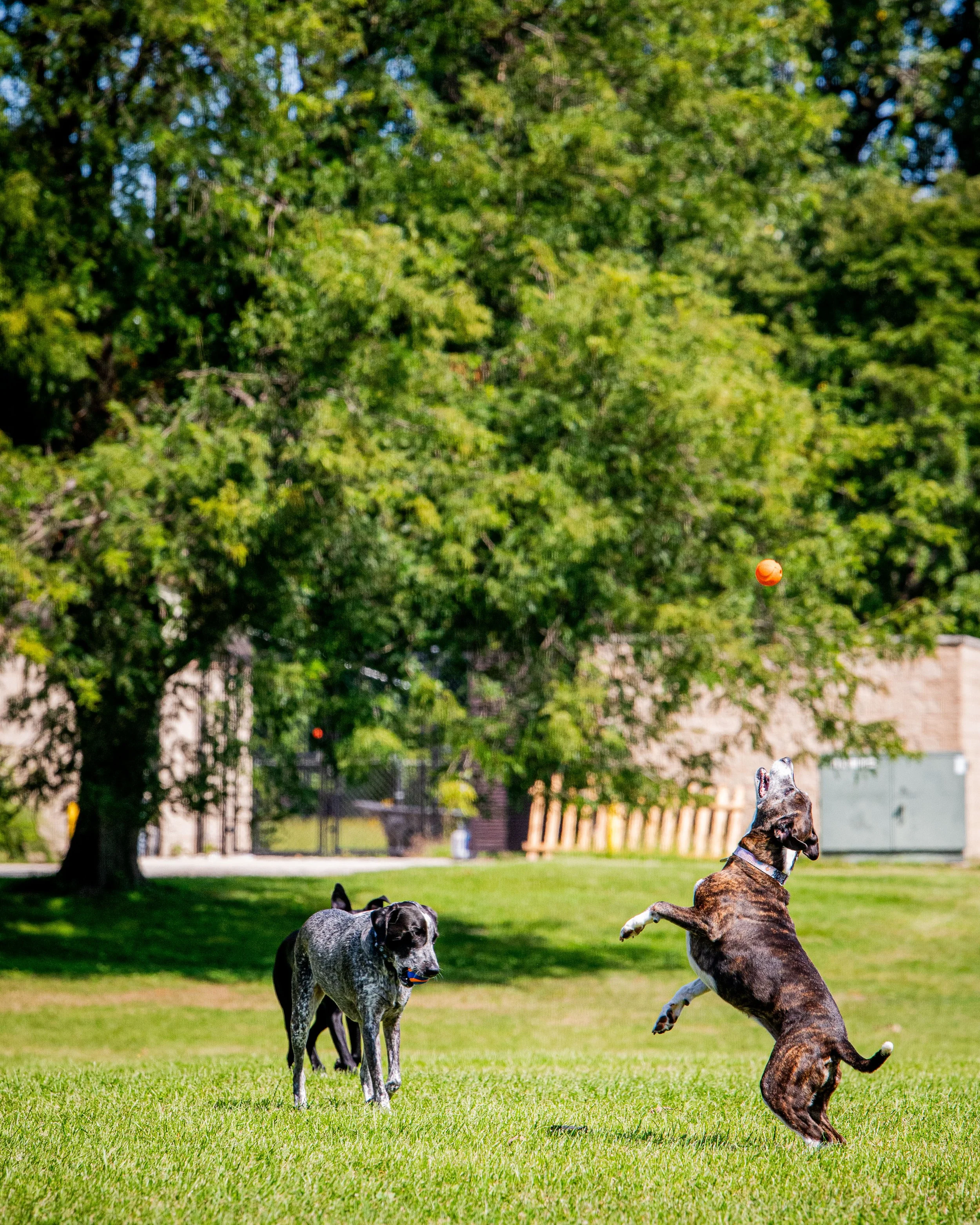 AMVPhotographs.com - AMV_1289.JPG