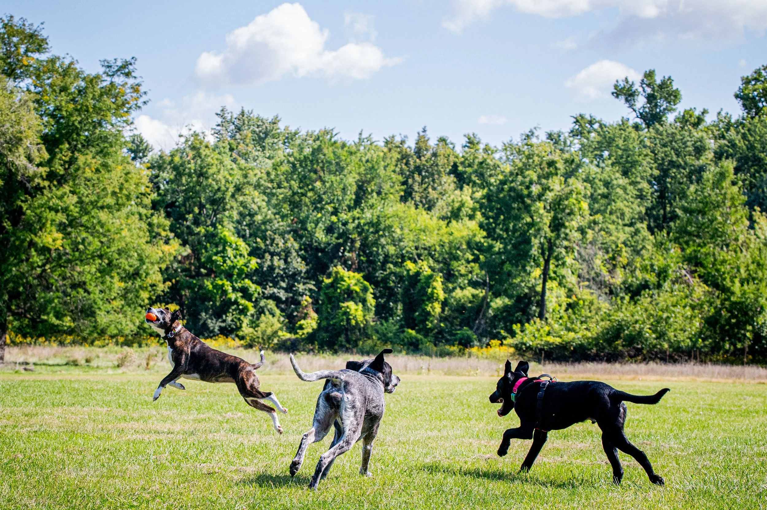 AMVPhotographs.com - AMV_1146.JPG