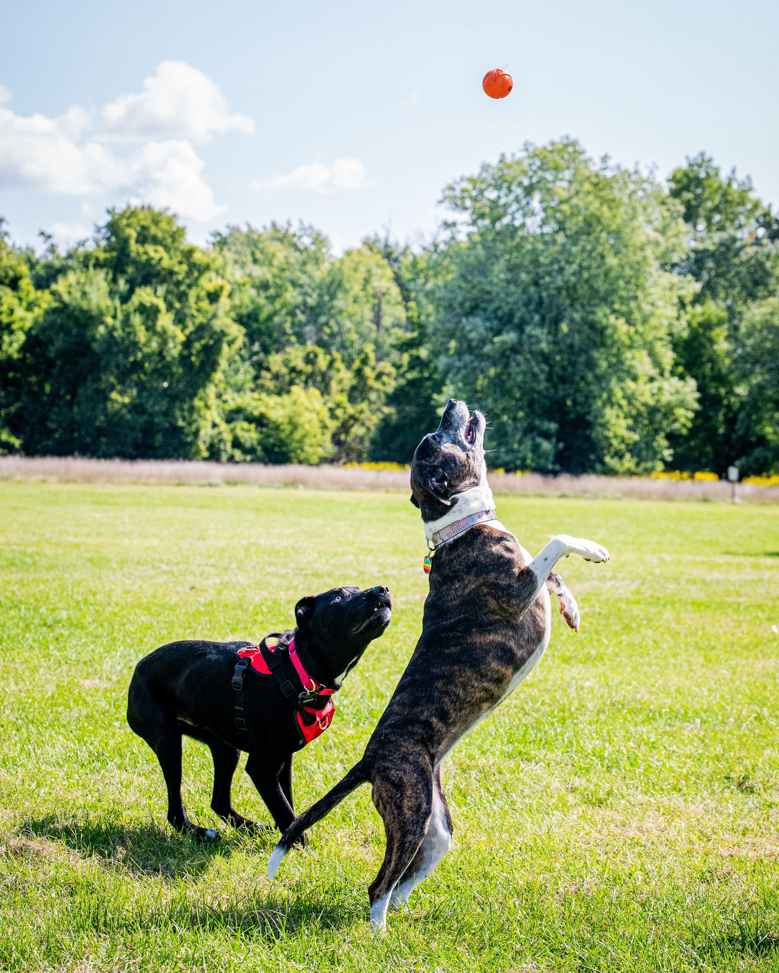 AMVPhotographs.com - AMV_1198.JPG