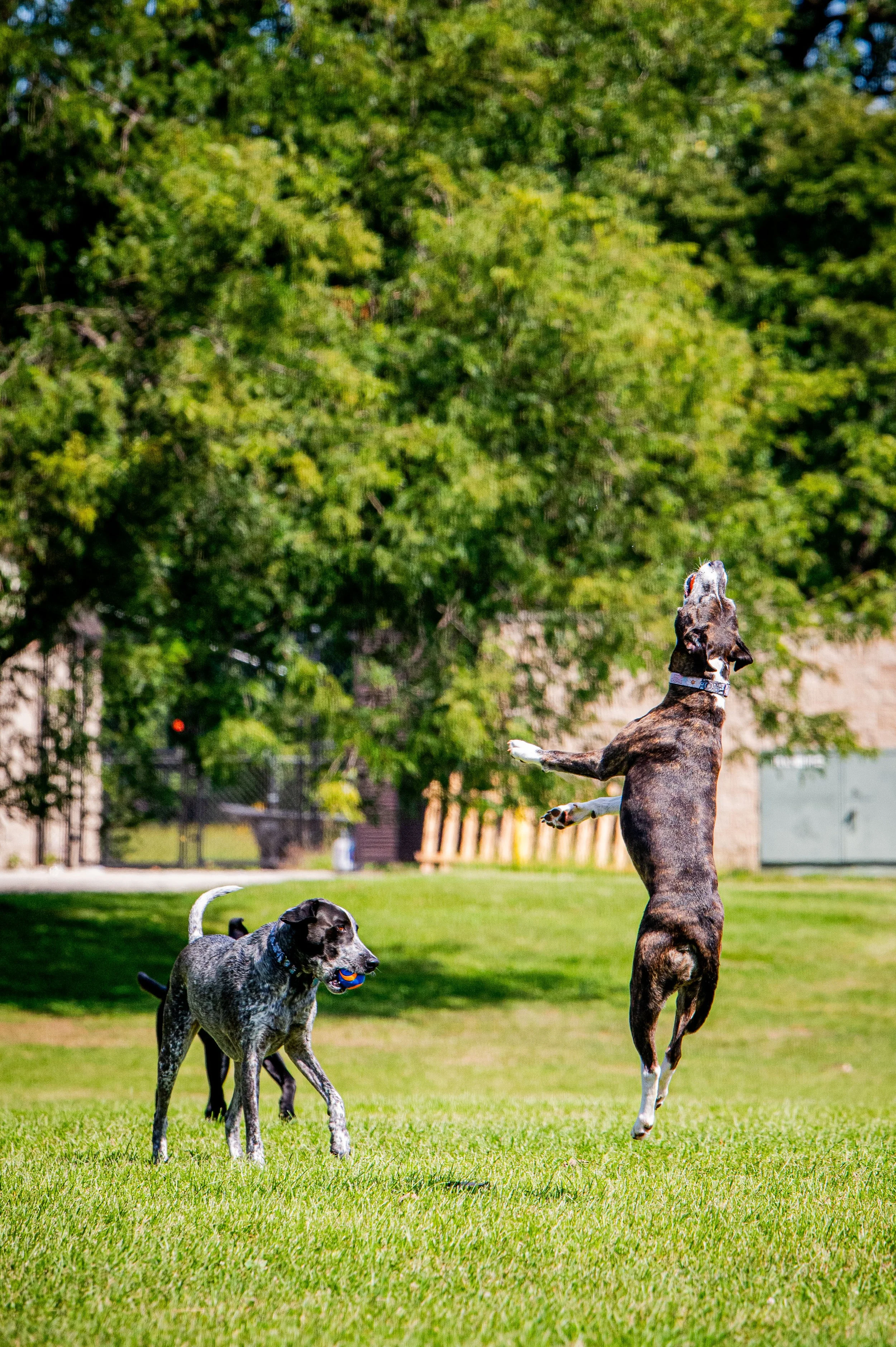 AMVPhotographs.com - AMV_1290.JPG