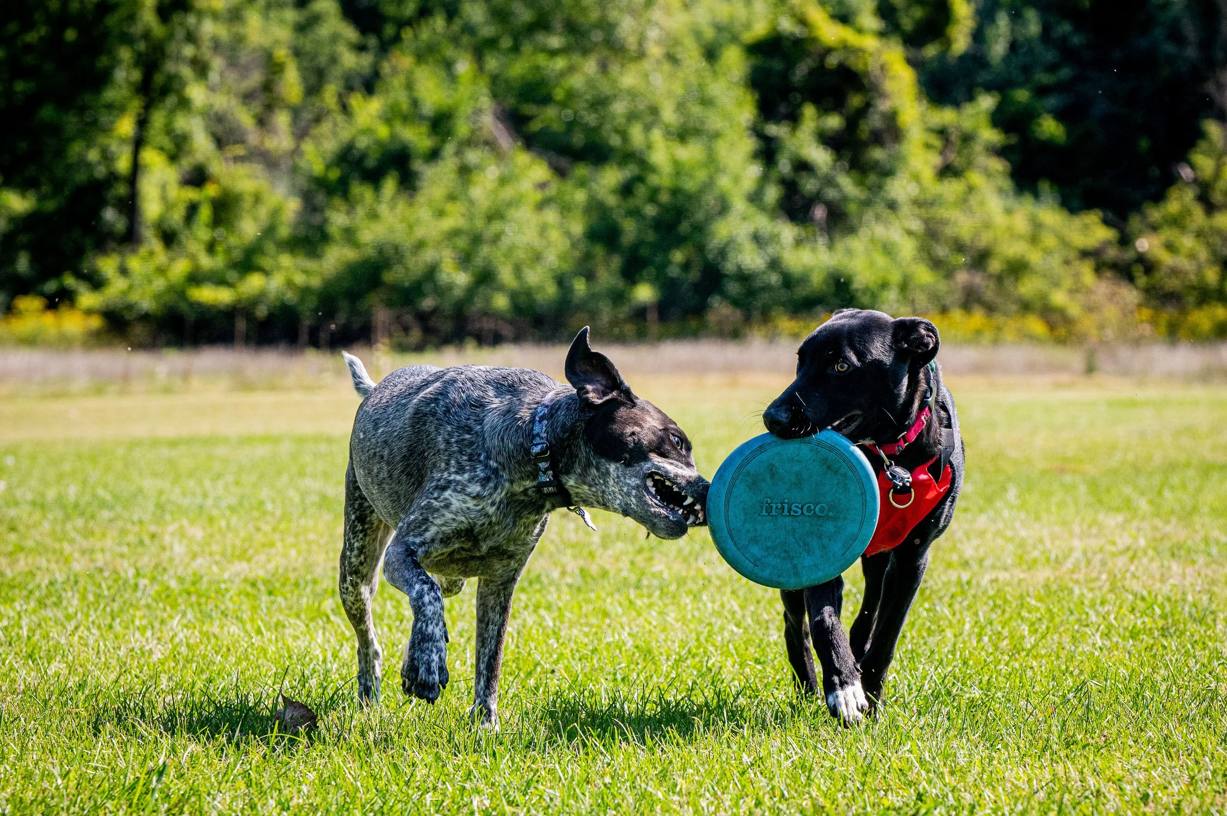 AMVPhotographs.com - AMV_1027.JPG