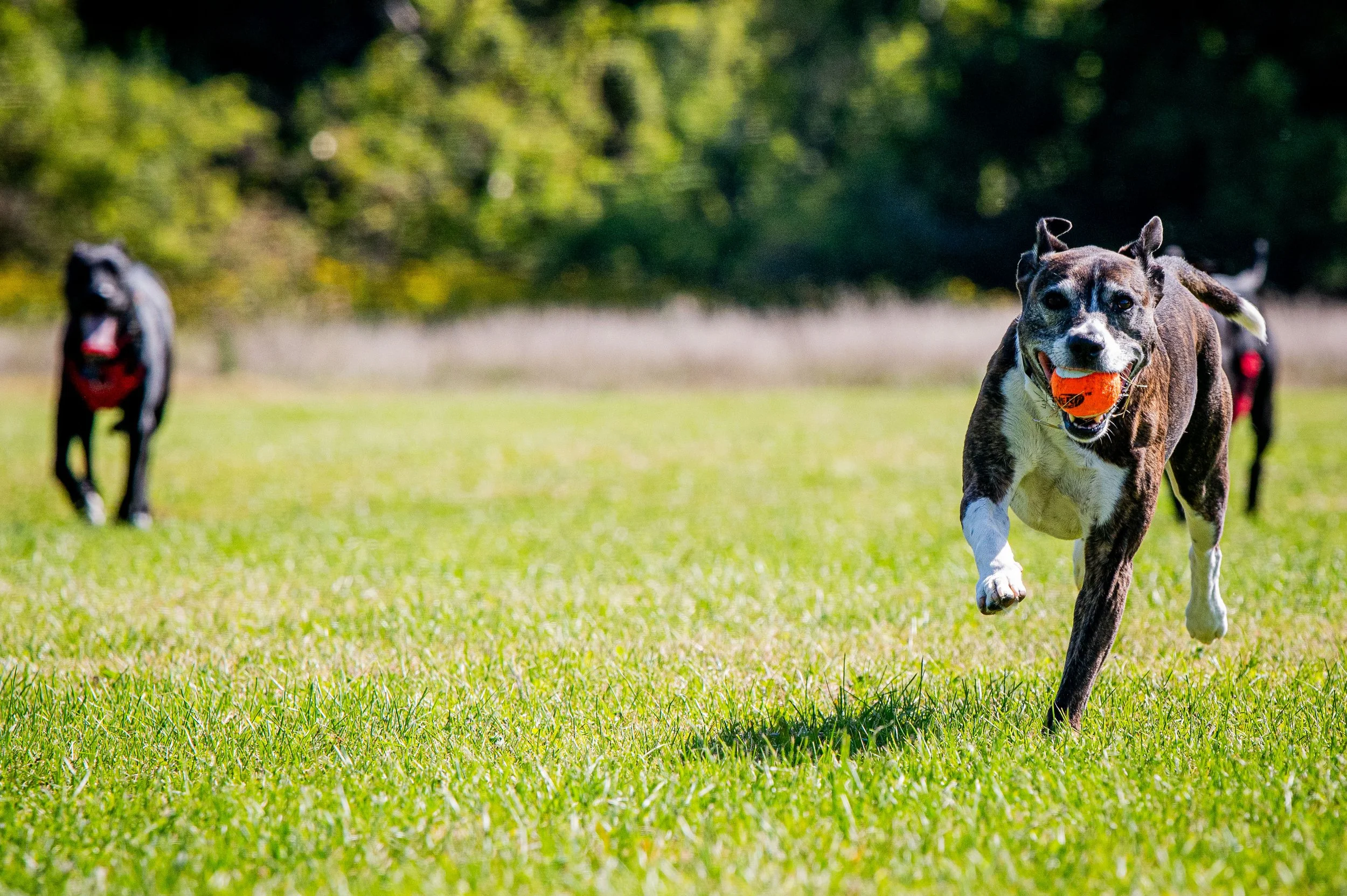 AMVPhotographs.com - AMV_0924.JPG