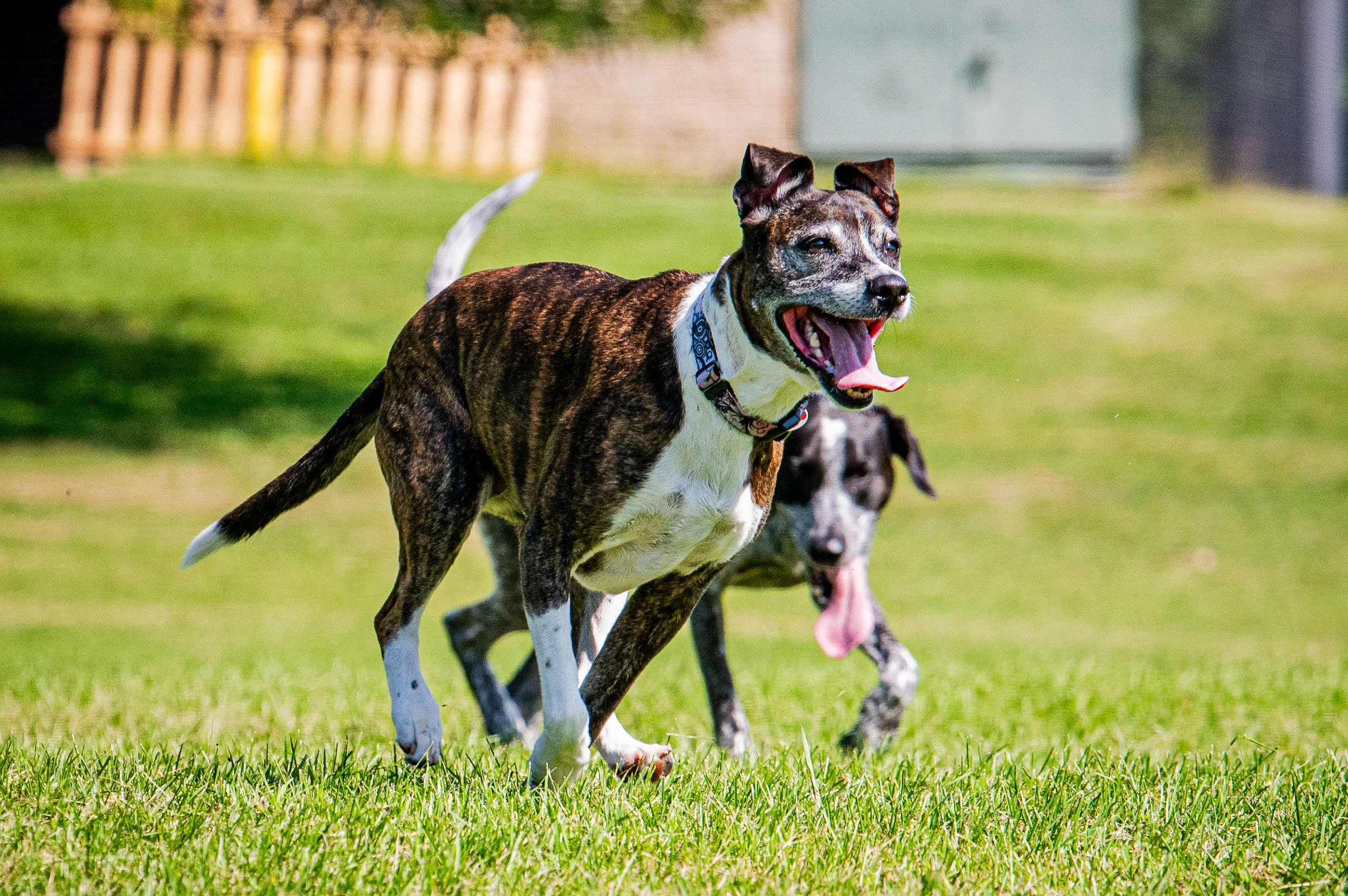 AMVPhotographs.com - AMV_1154.JPG