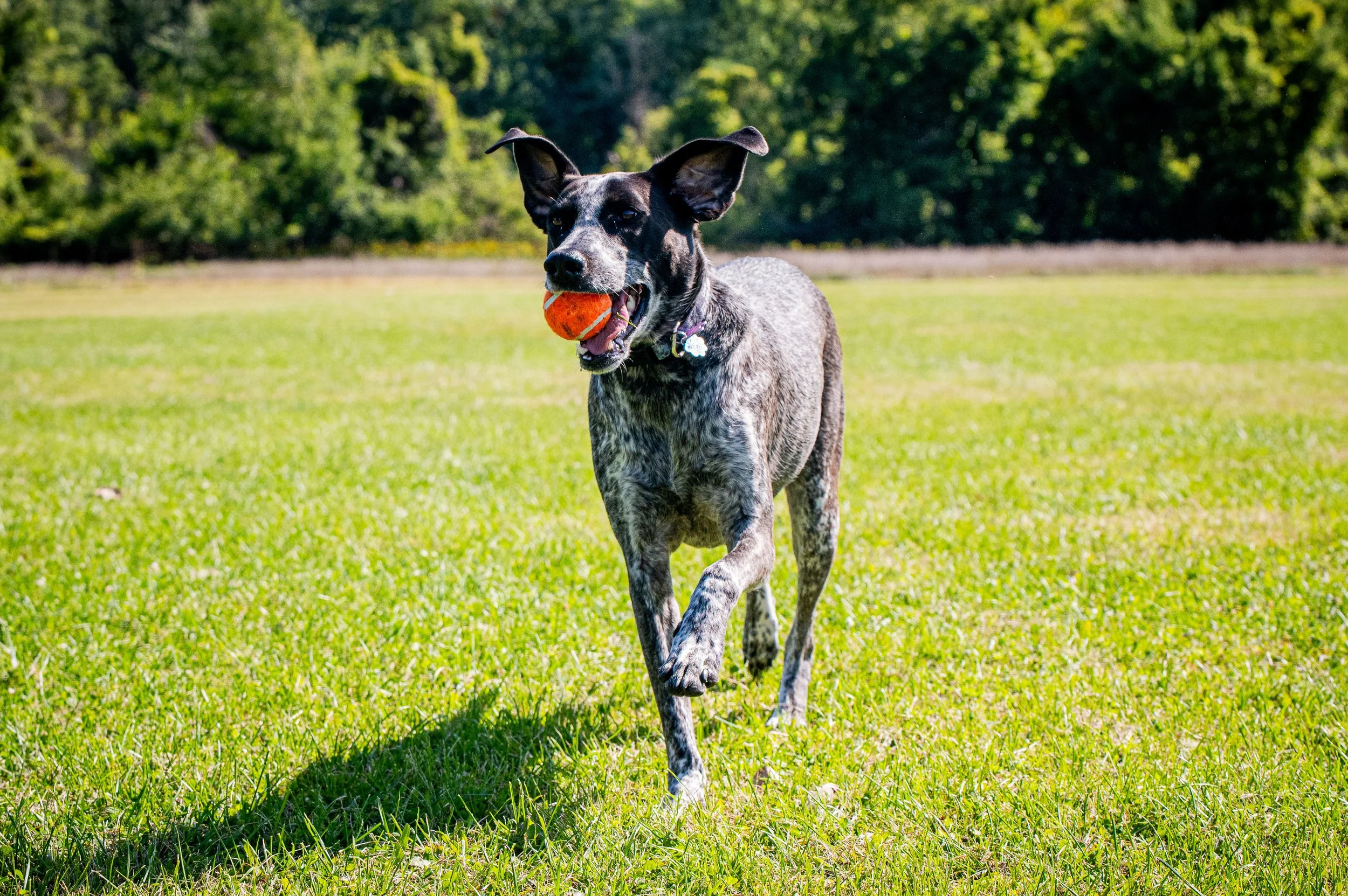 AMVPhotographs.com - AMV_0965.JPG