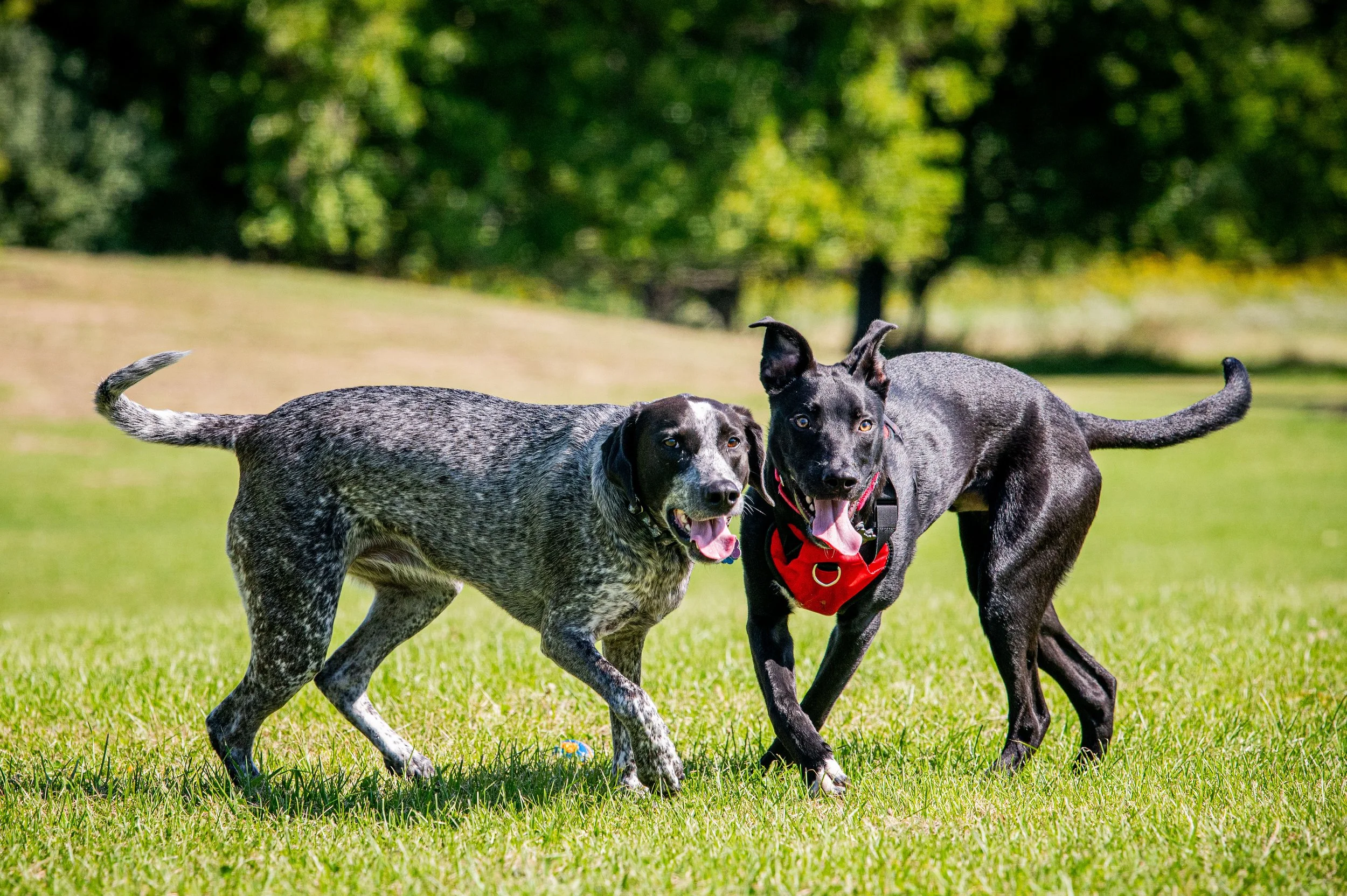 AMVPhotographs.com - AMV_0983.JPG