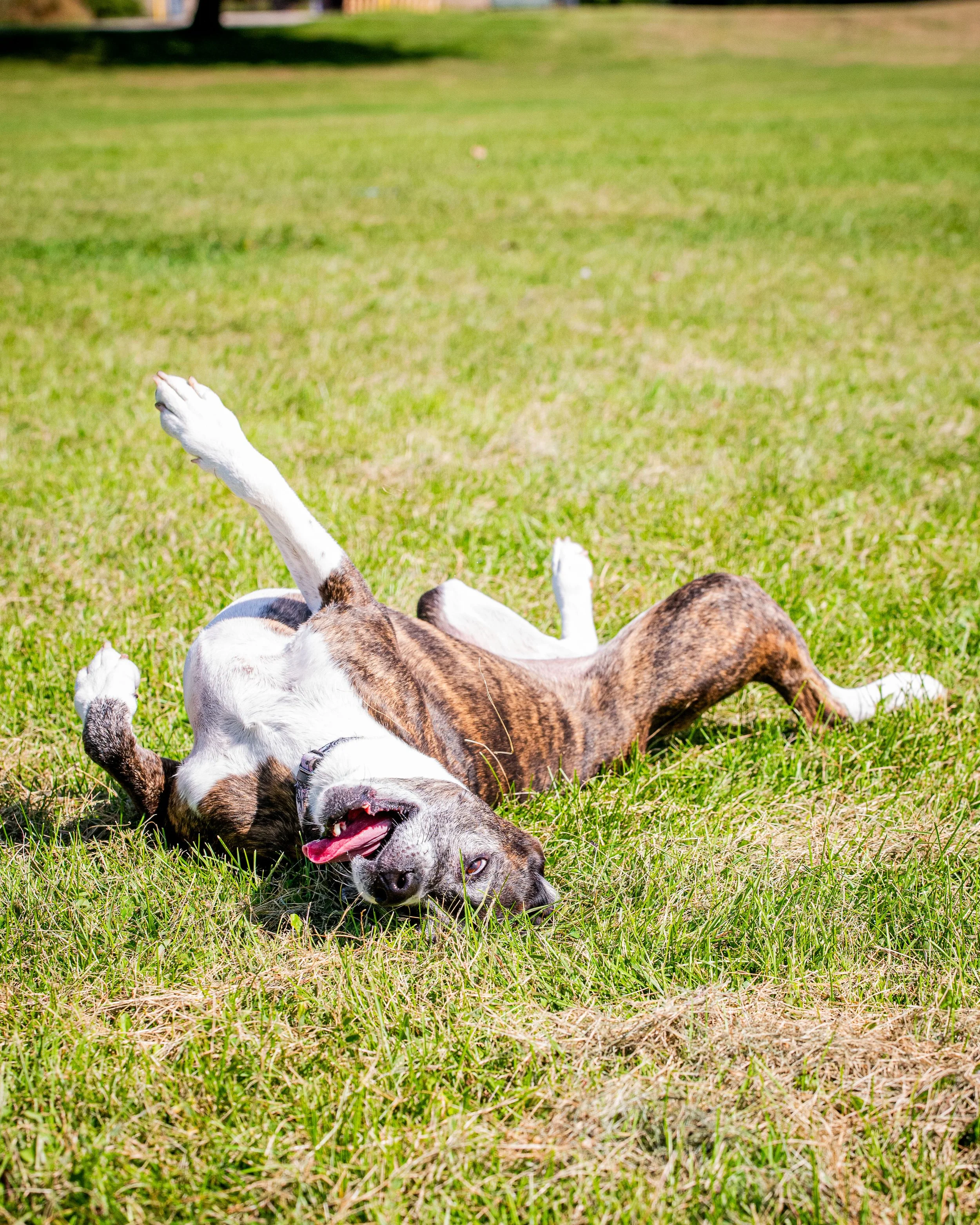 AMVPhotographs.com - AMV_1180.JPG