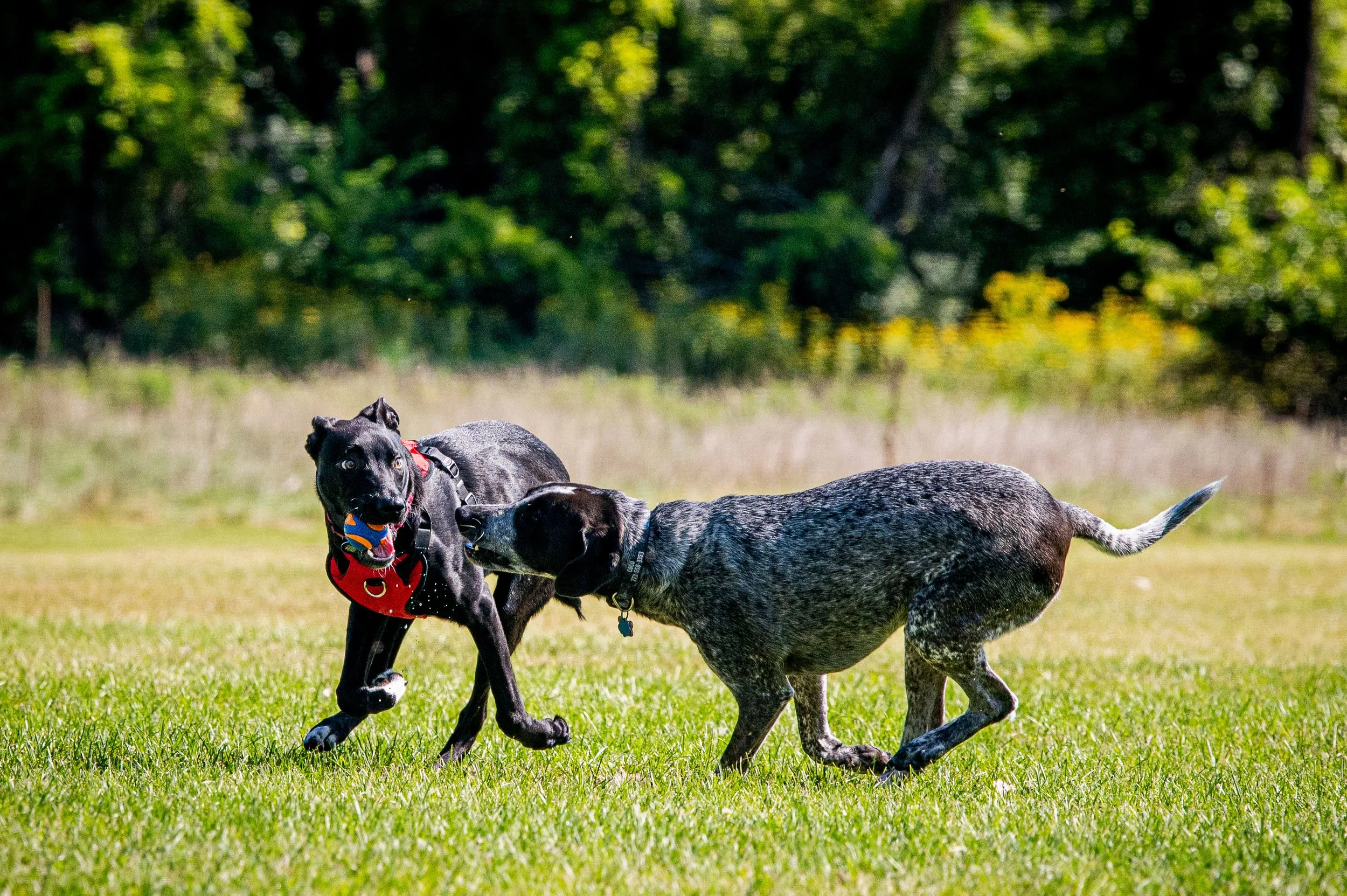 AMVPhotographs.com - AMV_0974.JPG