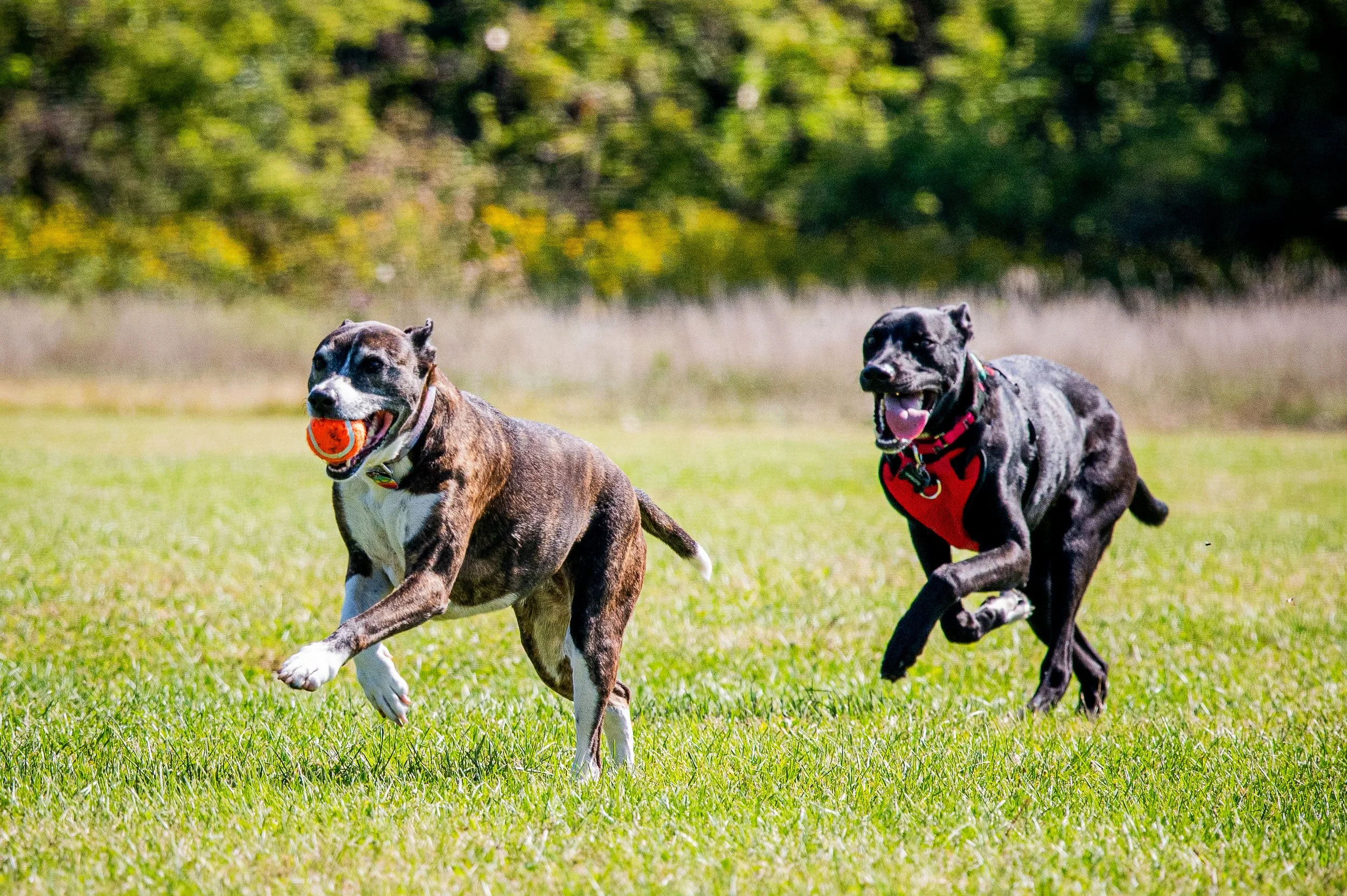 AMVPhotographs.com - AMV_0917.JPG