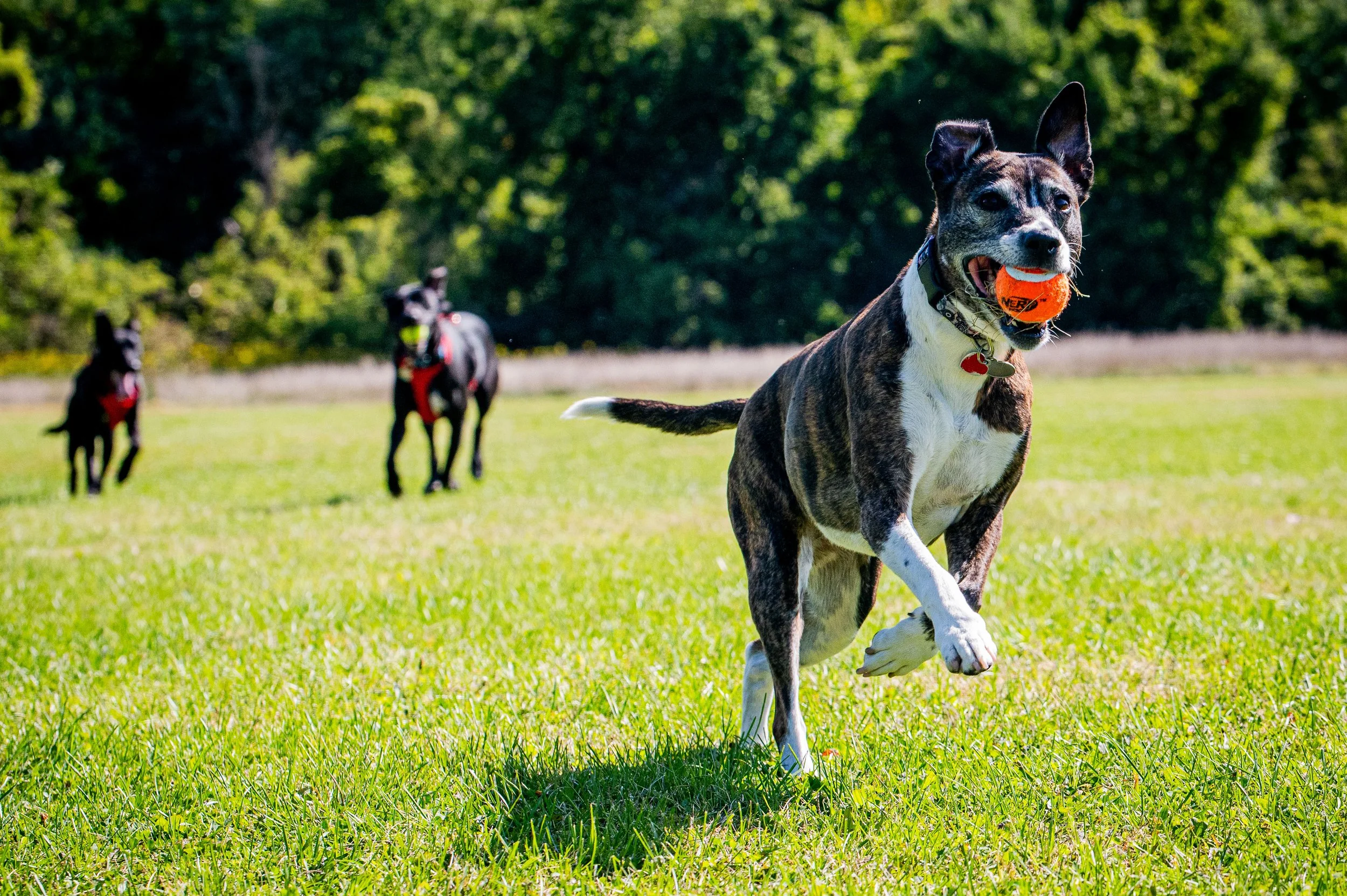 AMVPhotographs.com - AMV_0927.JPG