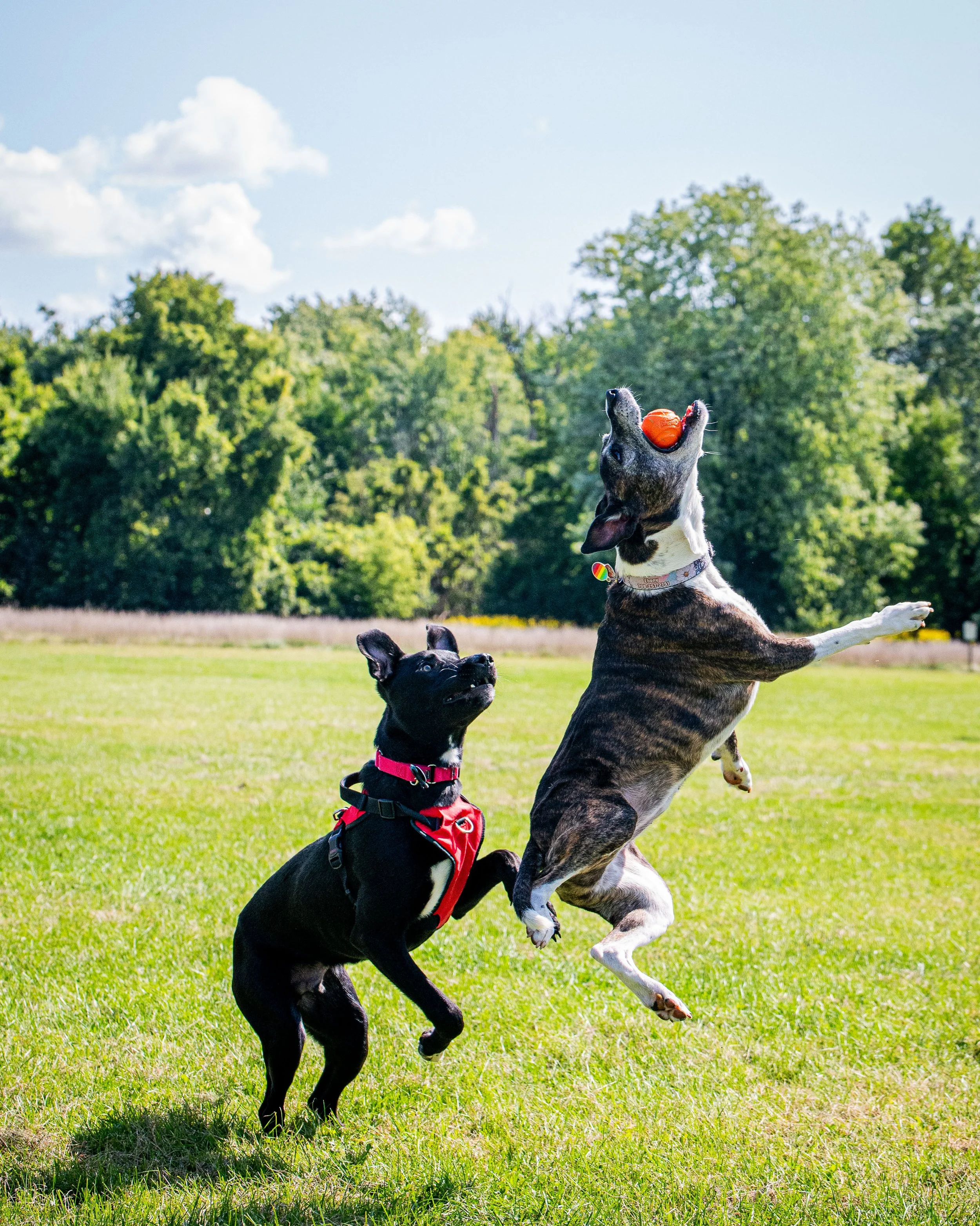 AMVPhotographs.com - AMV_1199.JPG