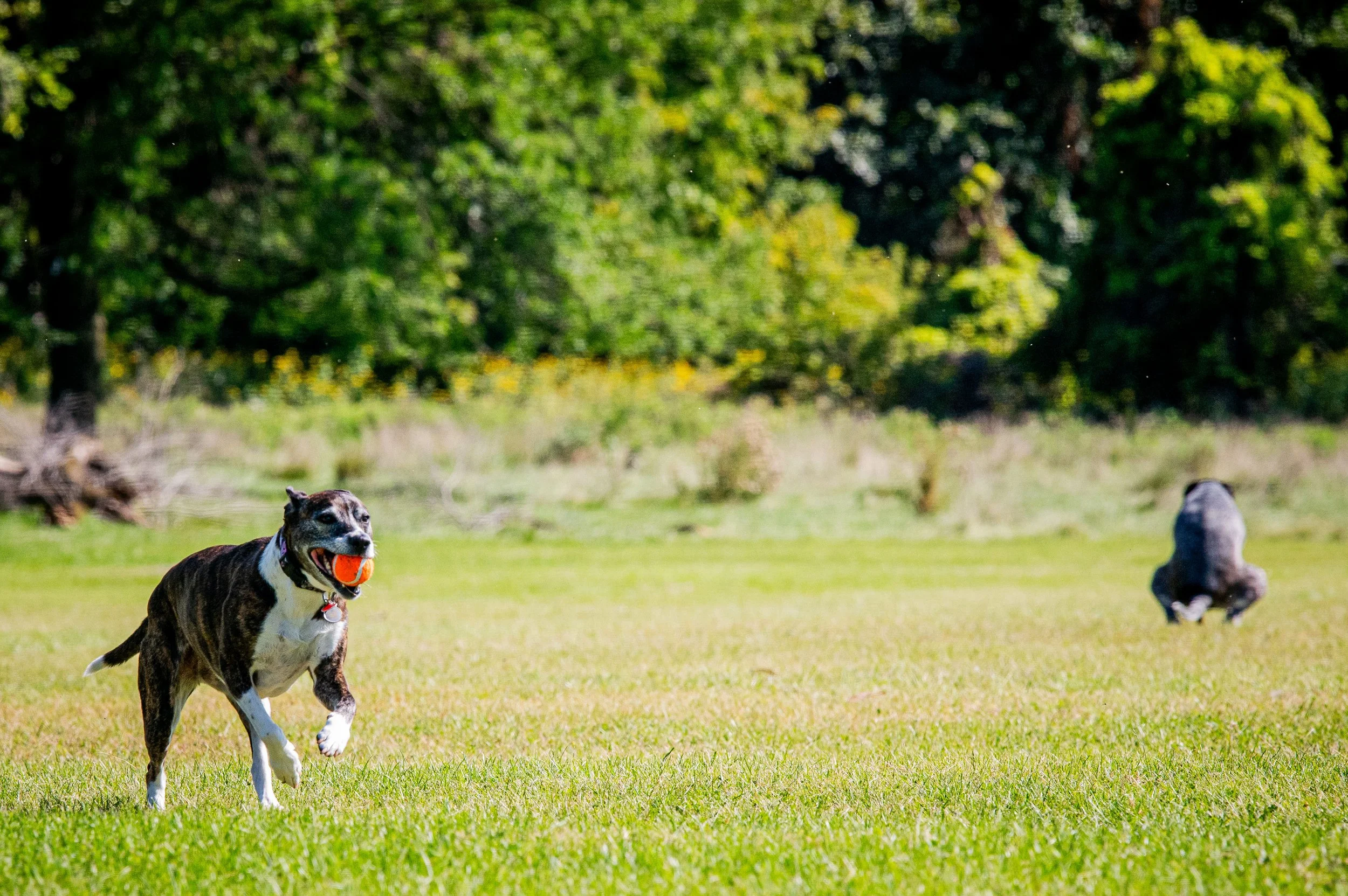 AMVPhotographs.com - AMV_0908.JPG