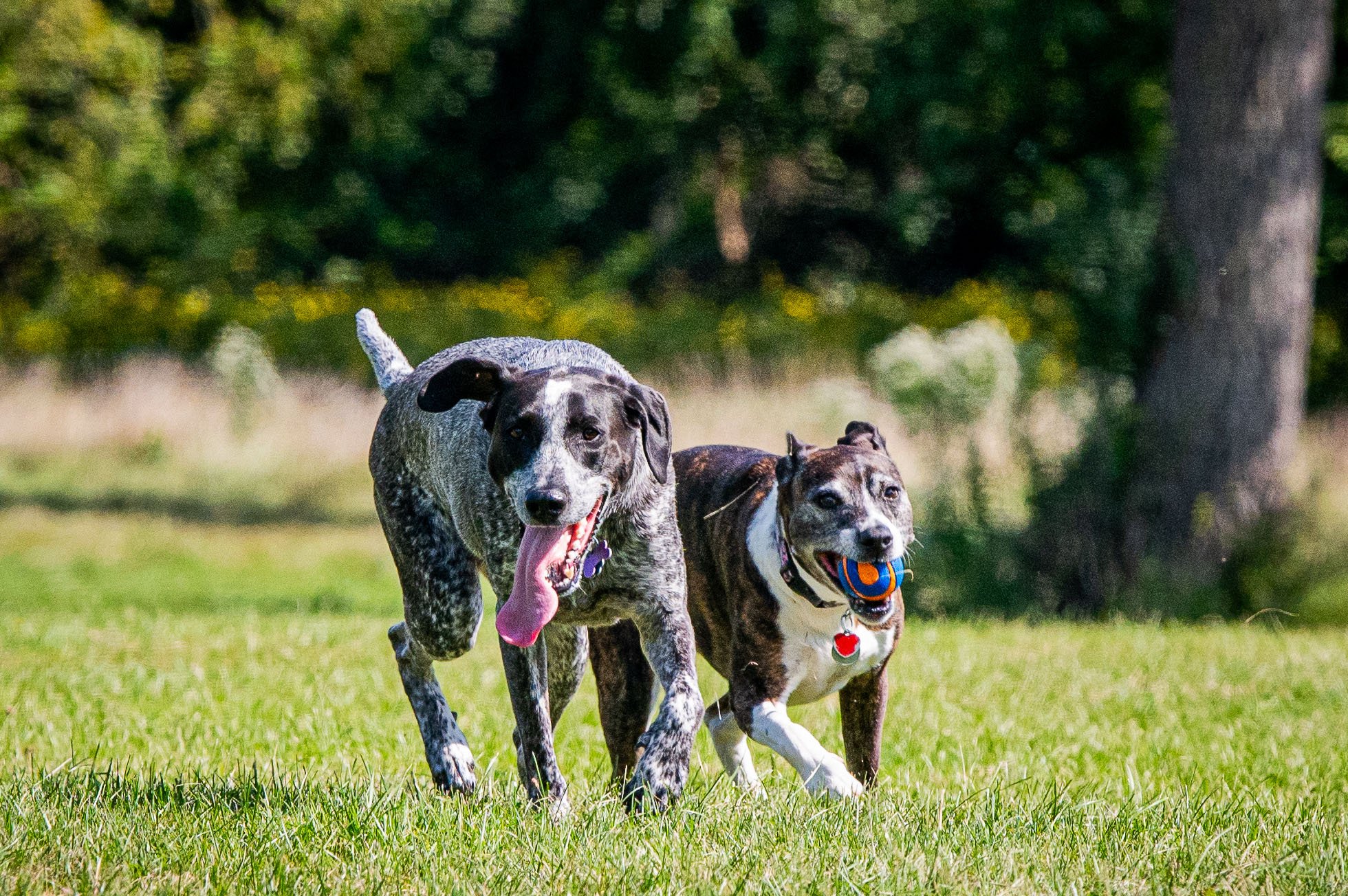 AMVPhotographs.com - AMV_1241.JPG