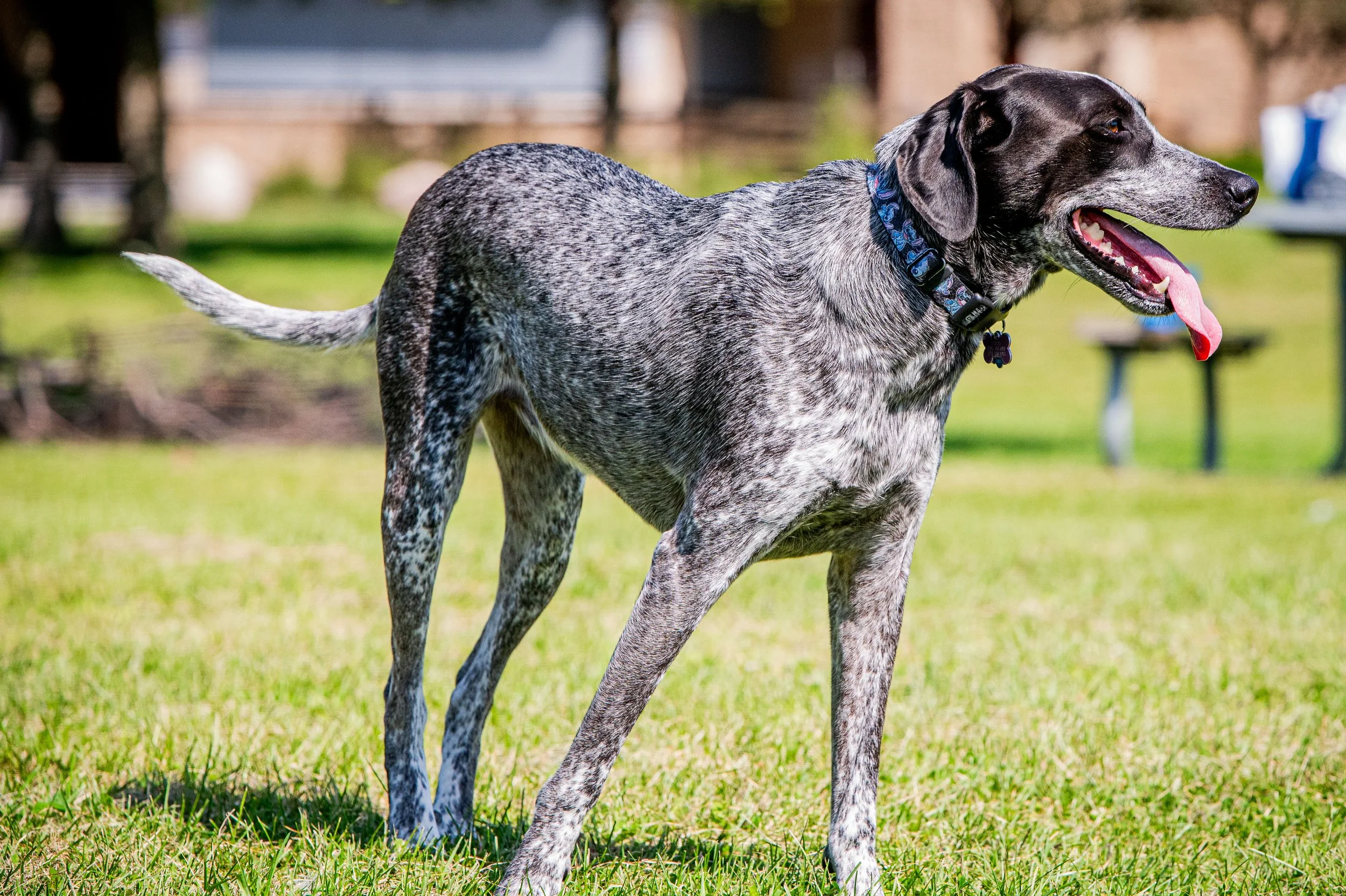 AMVPhotographs.com - AMV_1135.JPG