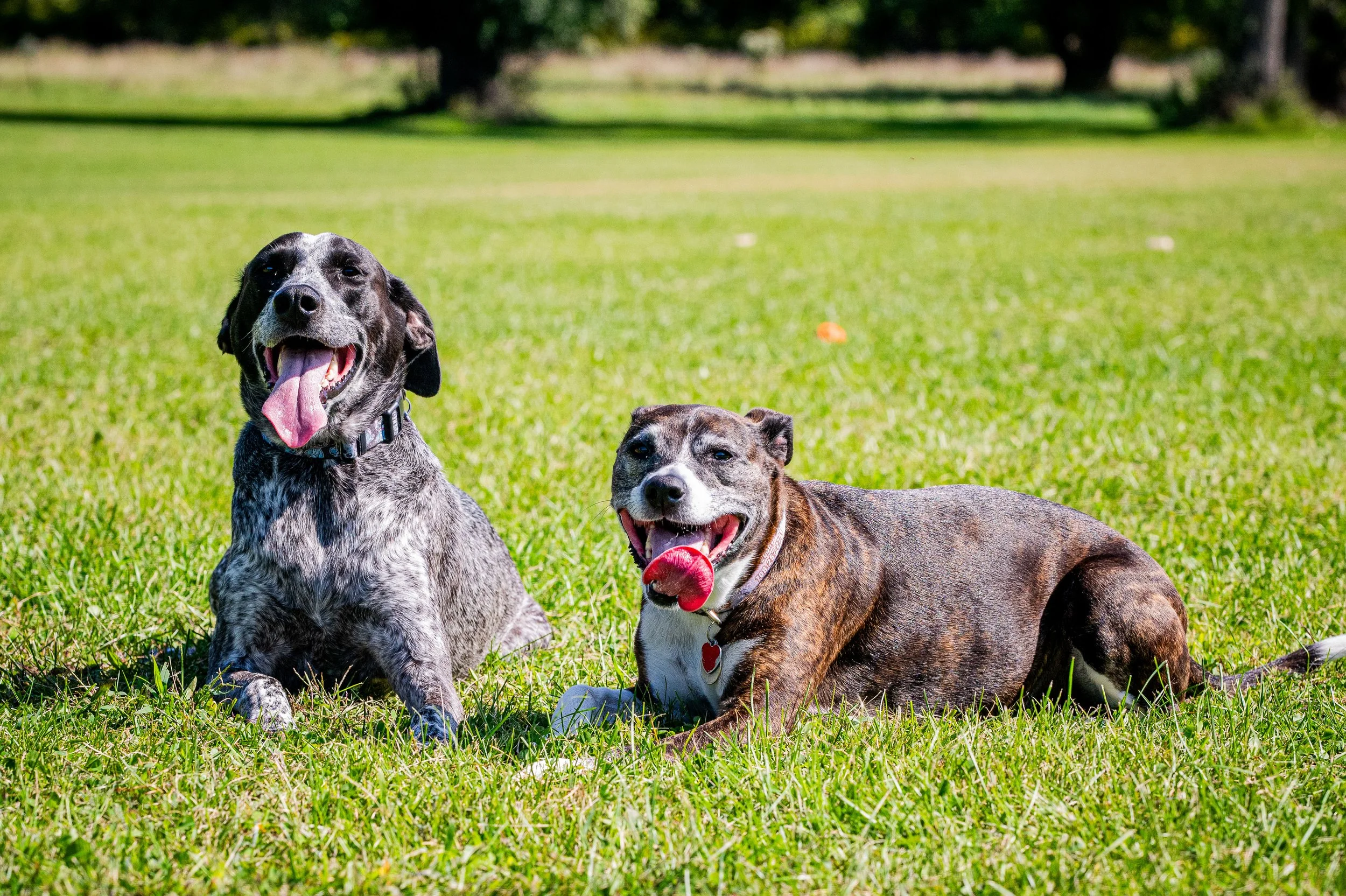 AMVPhotographs.com - AMV_1099.JPG