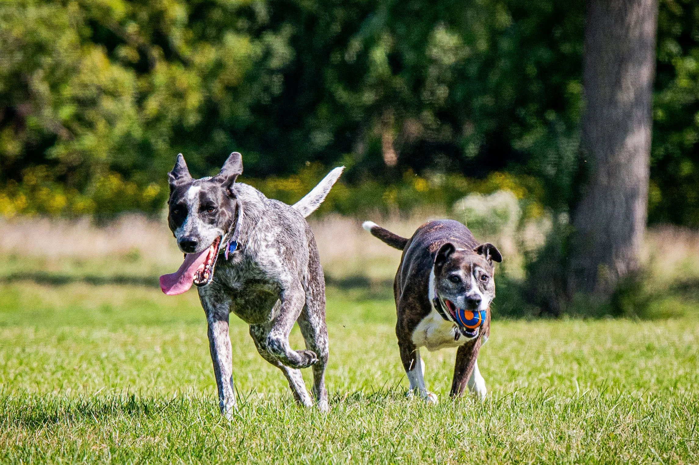 AMVPhotographs.com - AMV_1242.JPG