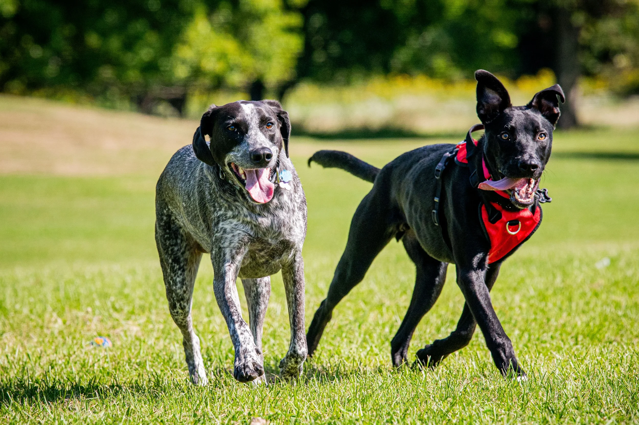 AMVPhotographs.com - AMV_0986.JPG