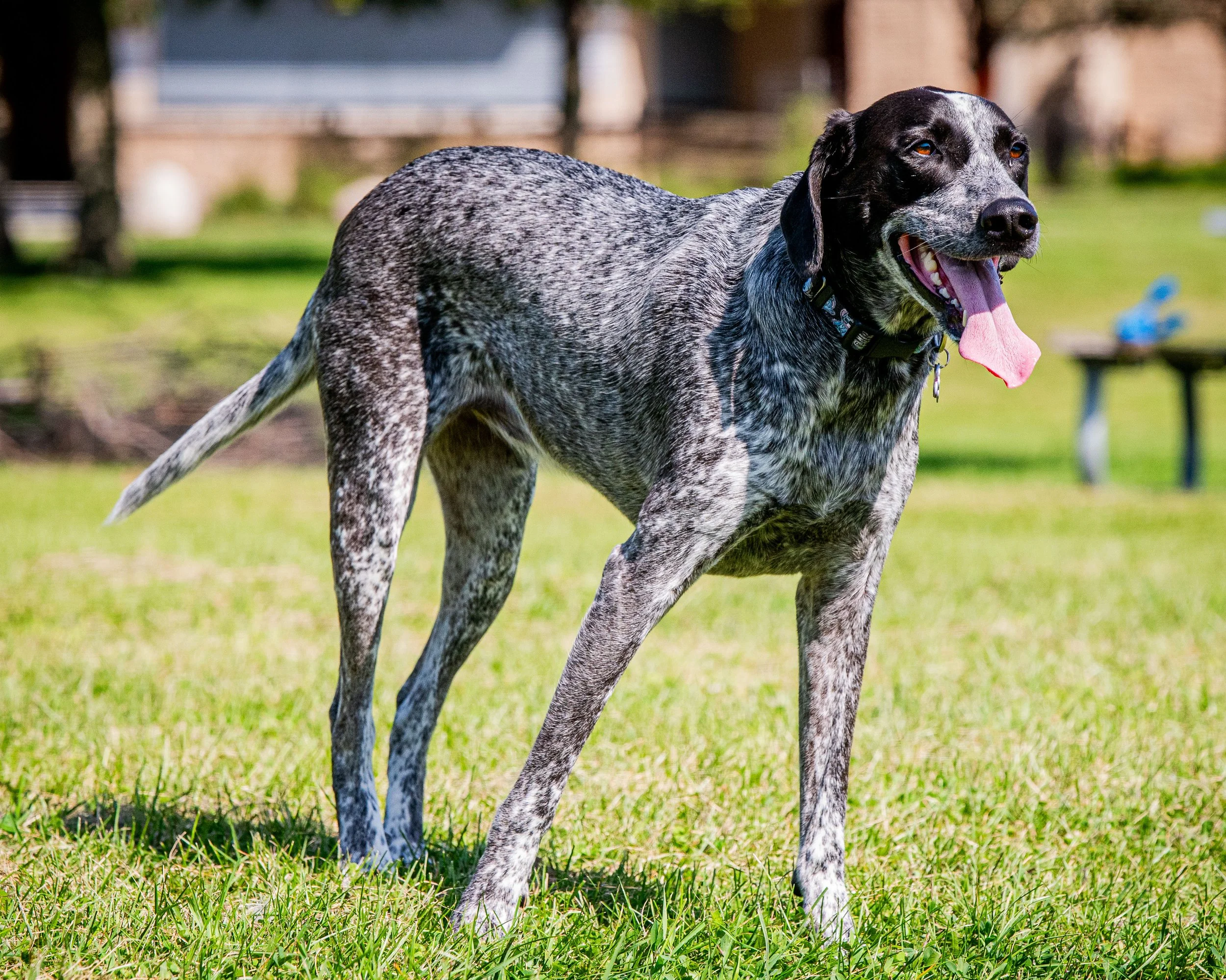 AMVPhotographs.com - AMV_1136.JPG